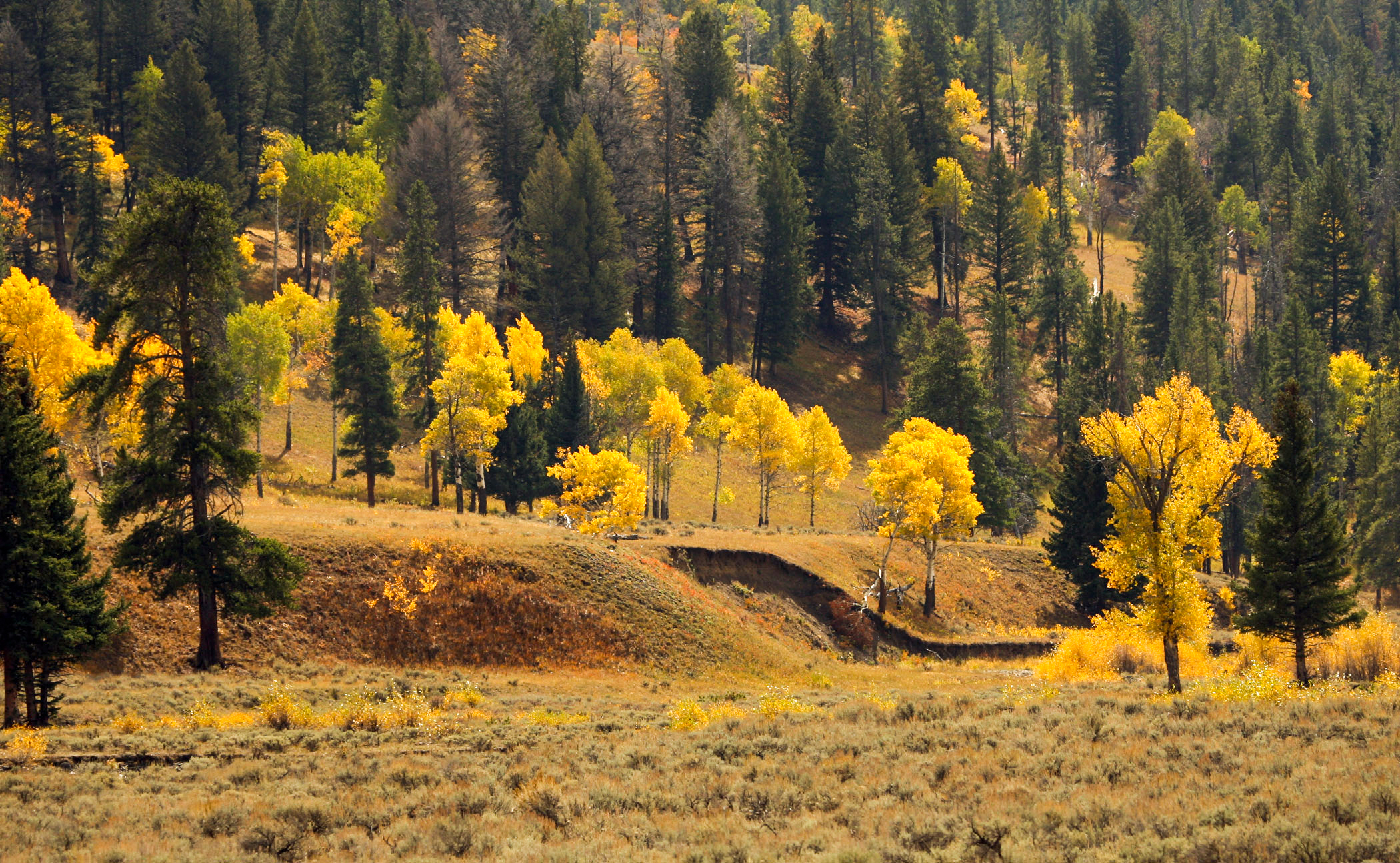 Eastern Yellowstone River Cottonwoods fall color