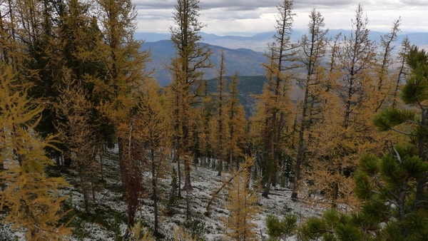 Jewel Basin & Tally Lake Larch Country fall color