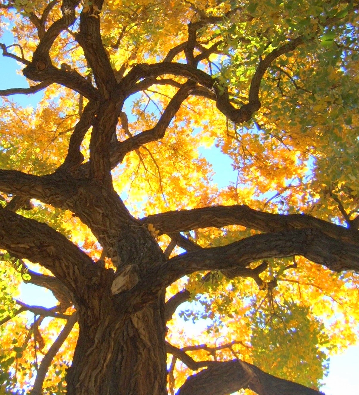 Missouri River Breaks Cottonwood Bottoms fall color