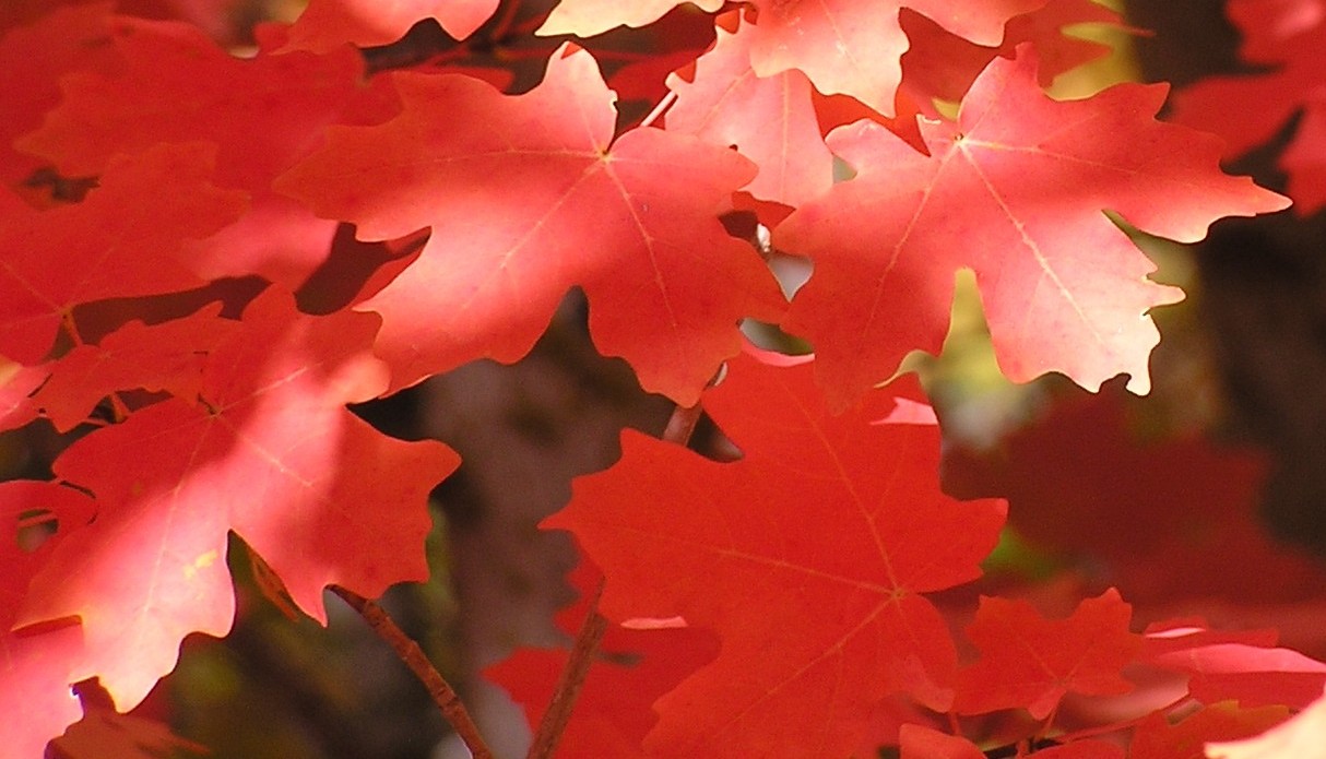 Pryor Mountains Bigtooth Maple fall color