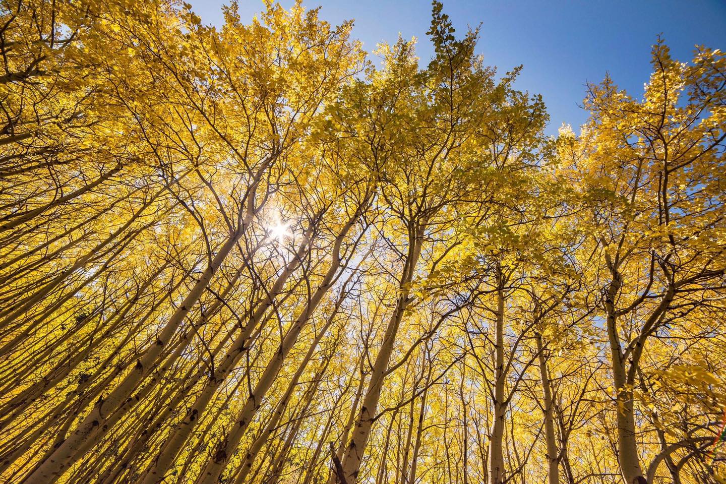Rocky Mountain Front Aspen Groves fall color