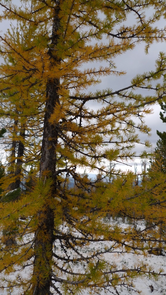 Seeley-Swan Valley Larch Corridor fall color