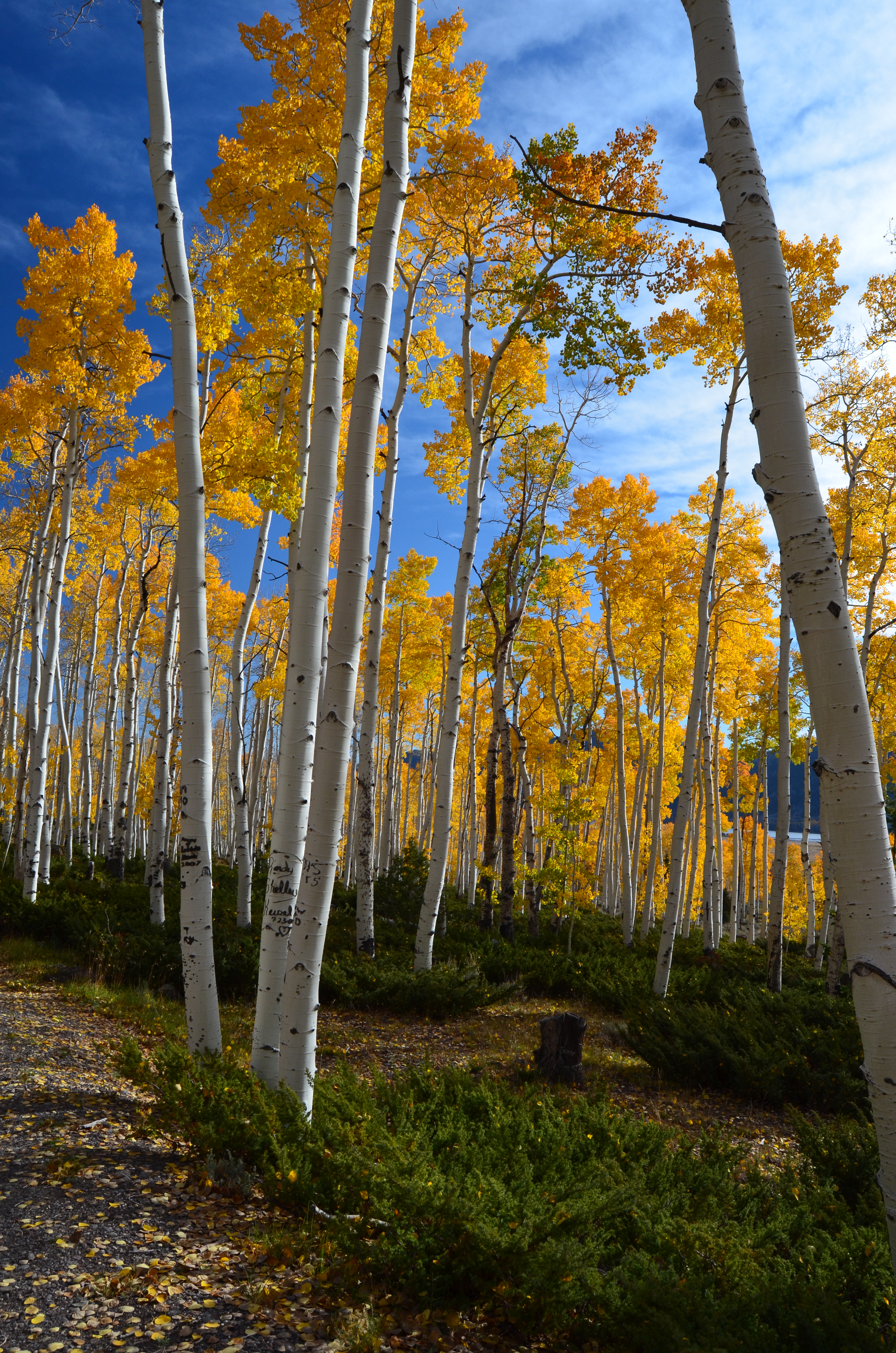 Quaking Aspen