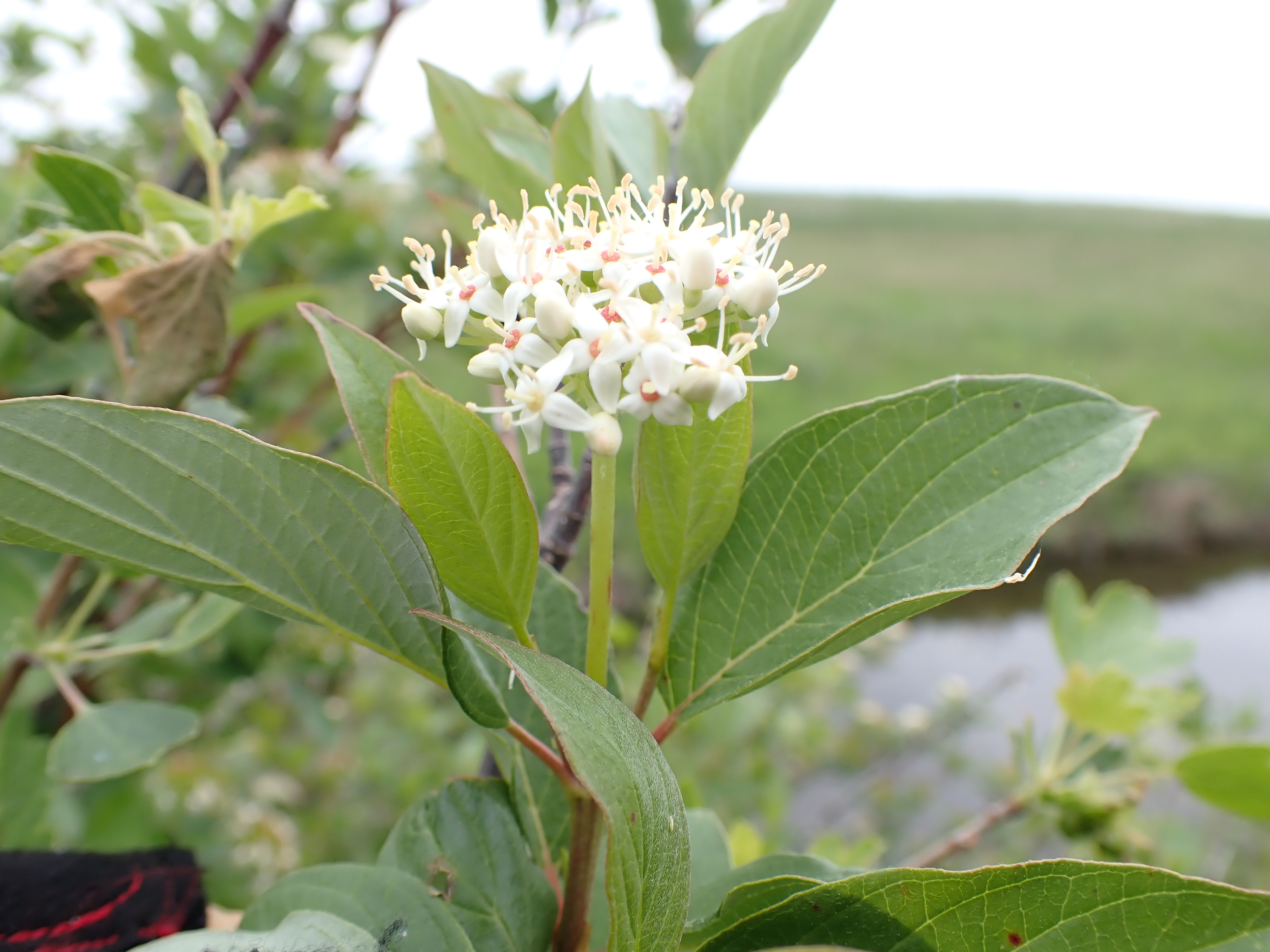 Red-osier Dogwood