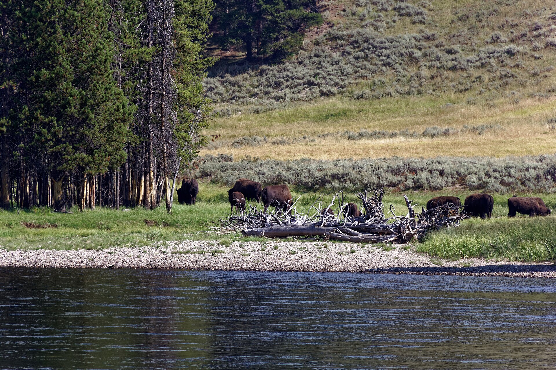 The Yellowstone River — Montana fly fishing