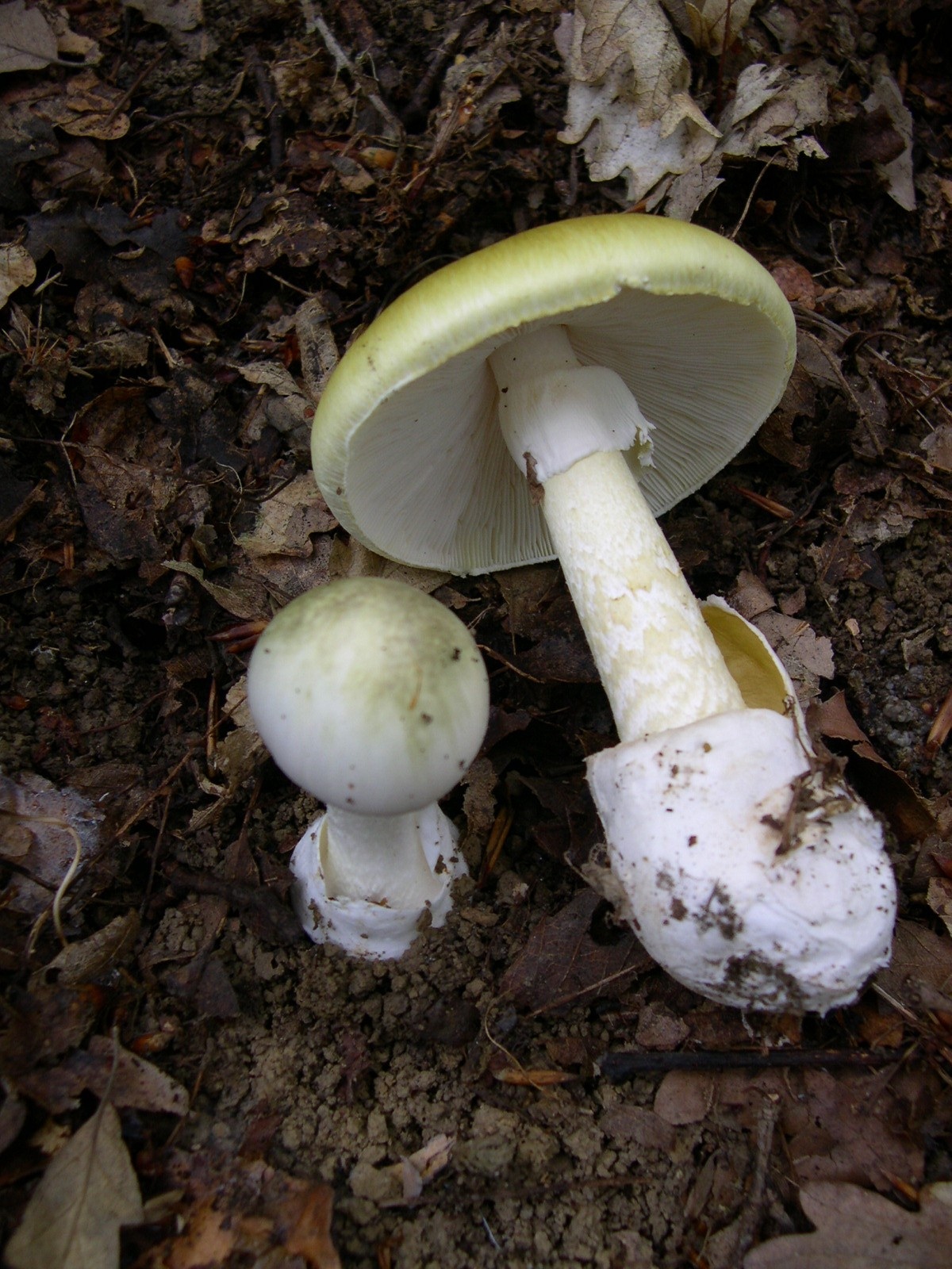 Avoid: Death Cap