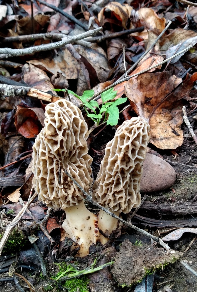 The Yellow Morel