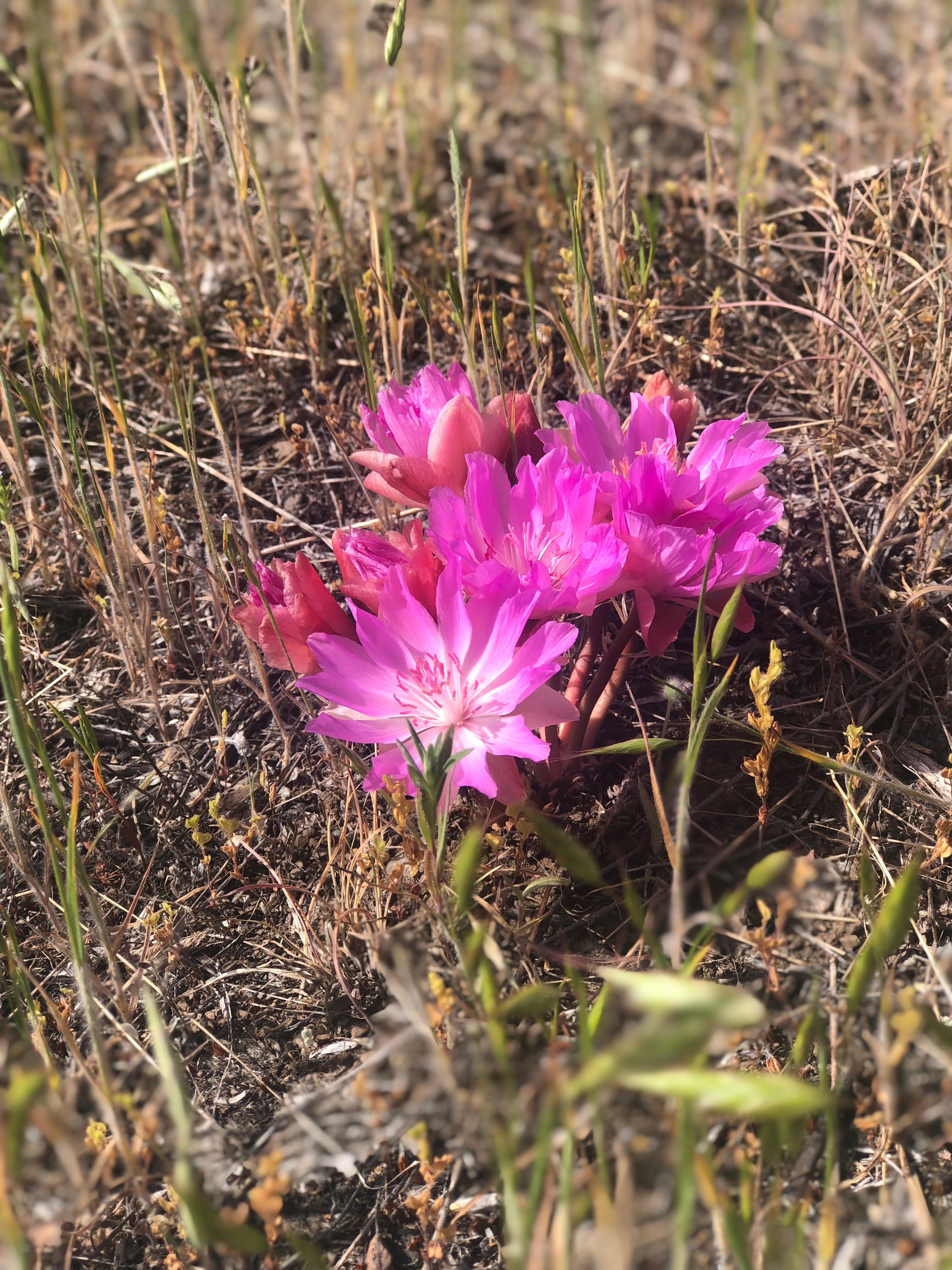 The Bitterroot