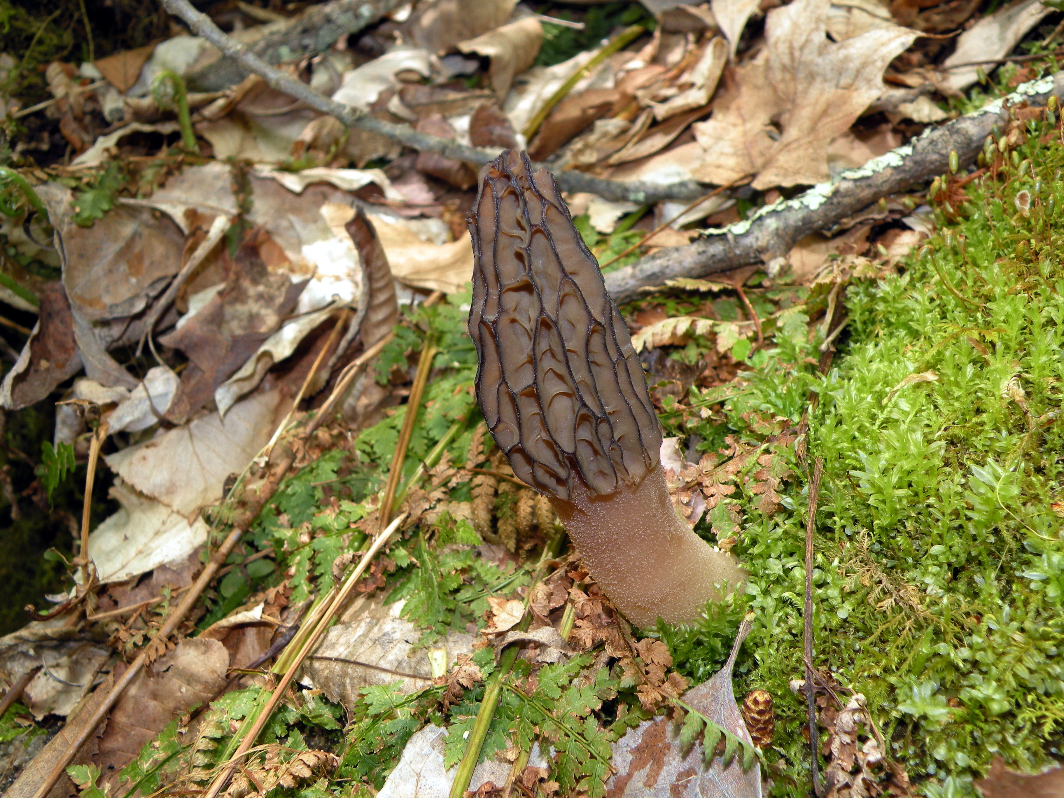 The Black Fire Morel