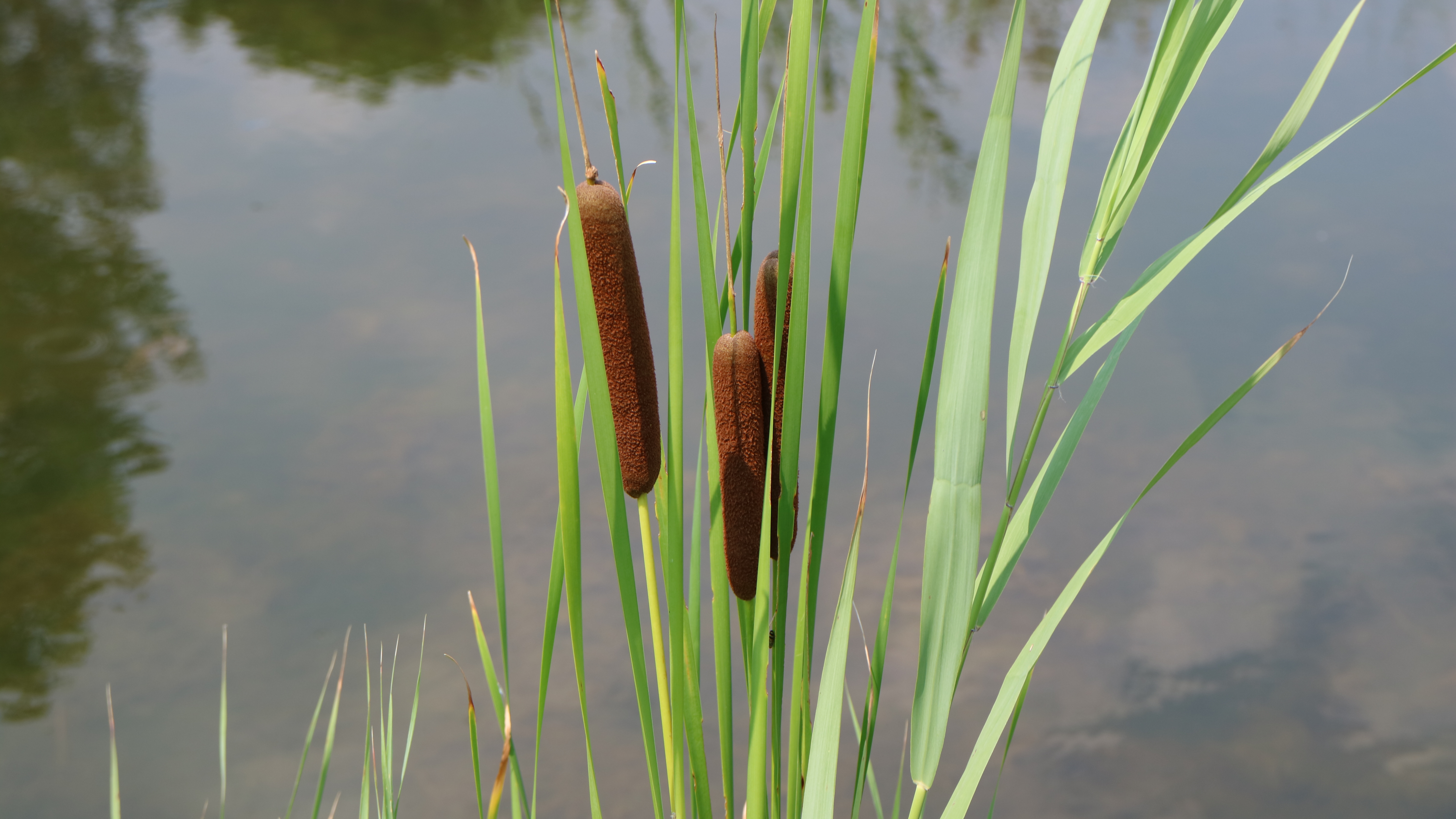 The Broadleaf Cattail