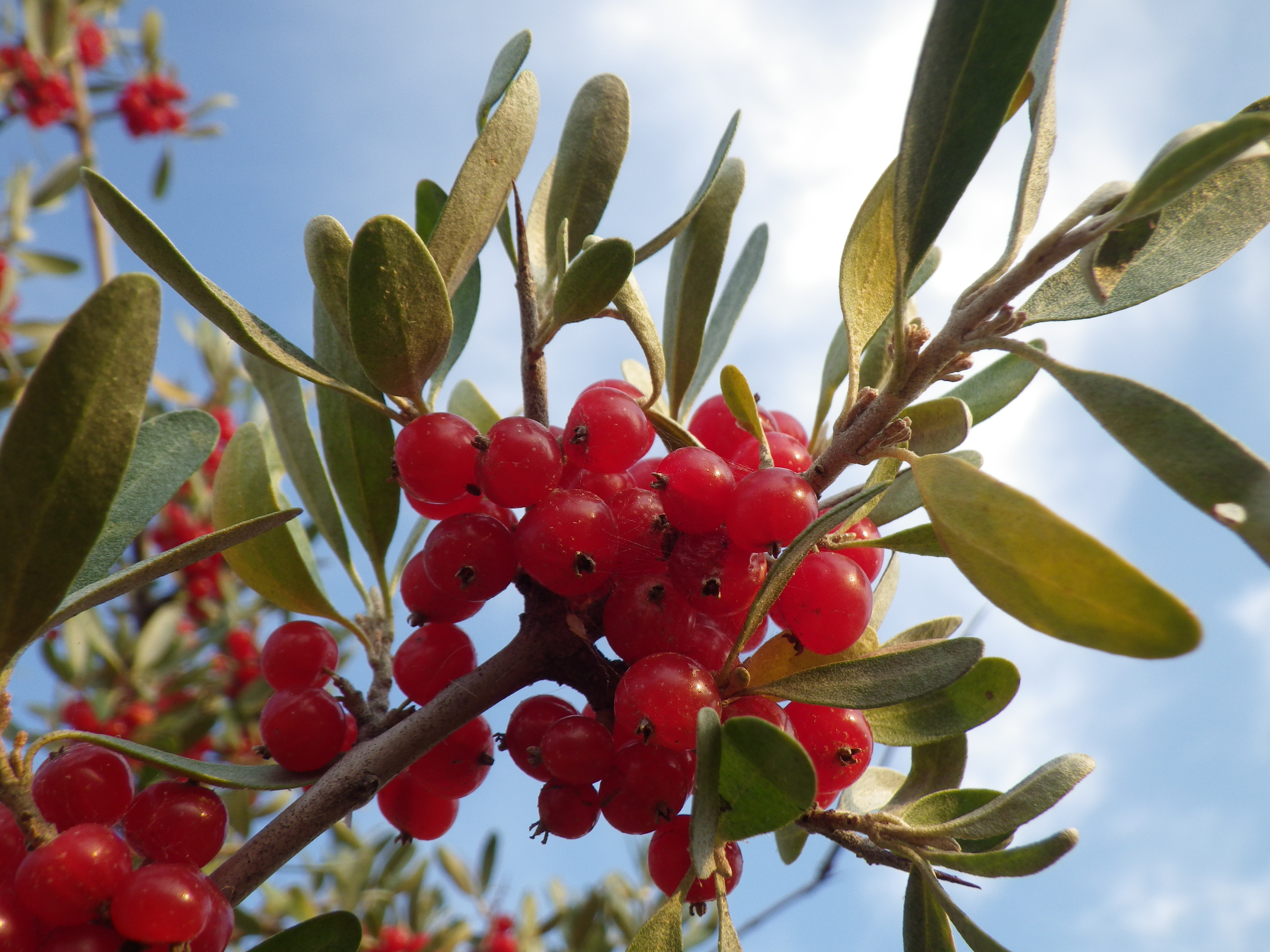 The Buffaloberry