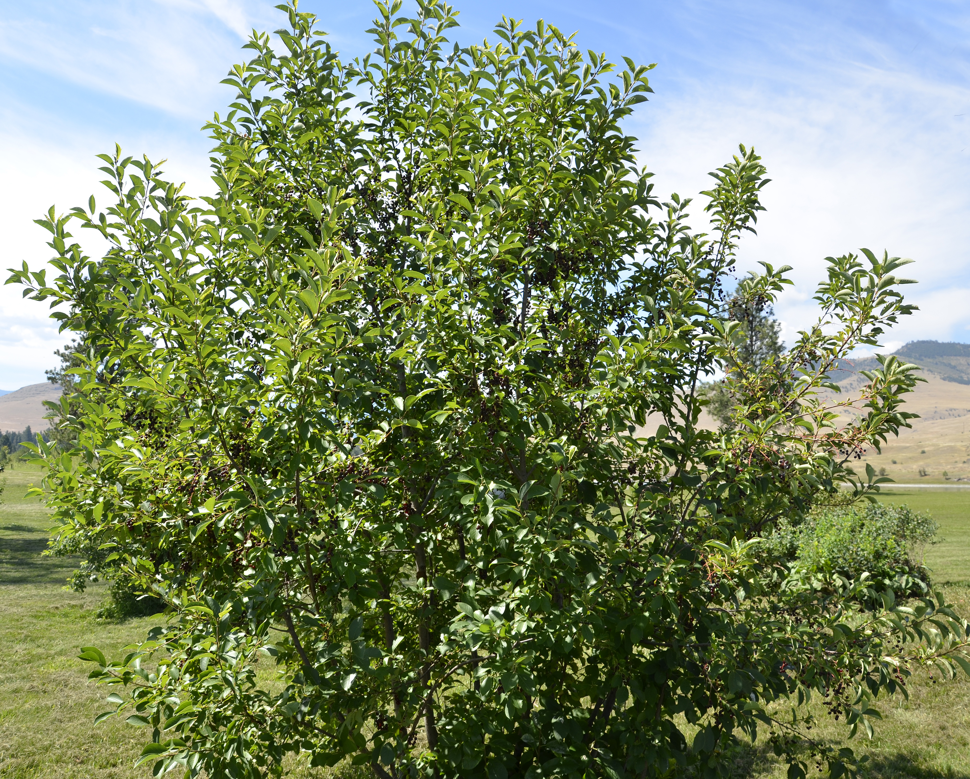 The Chokecherry