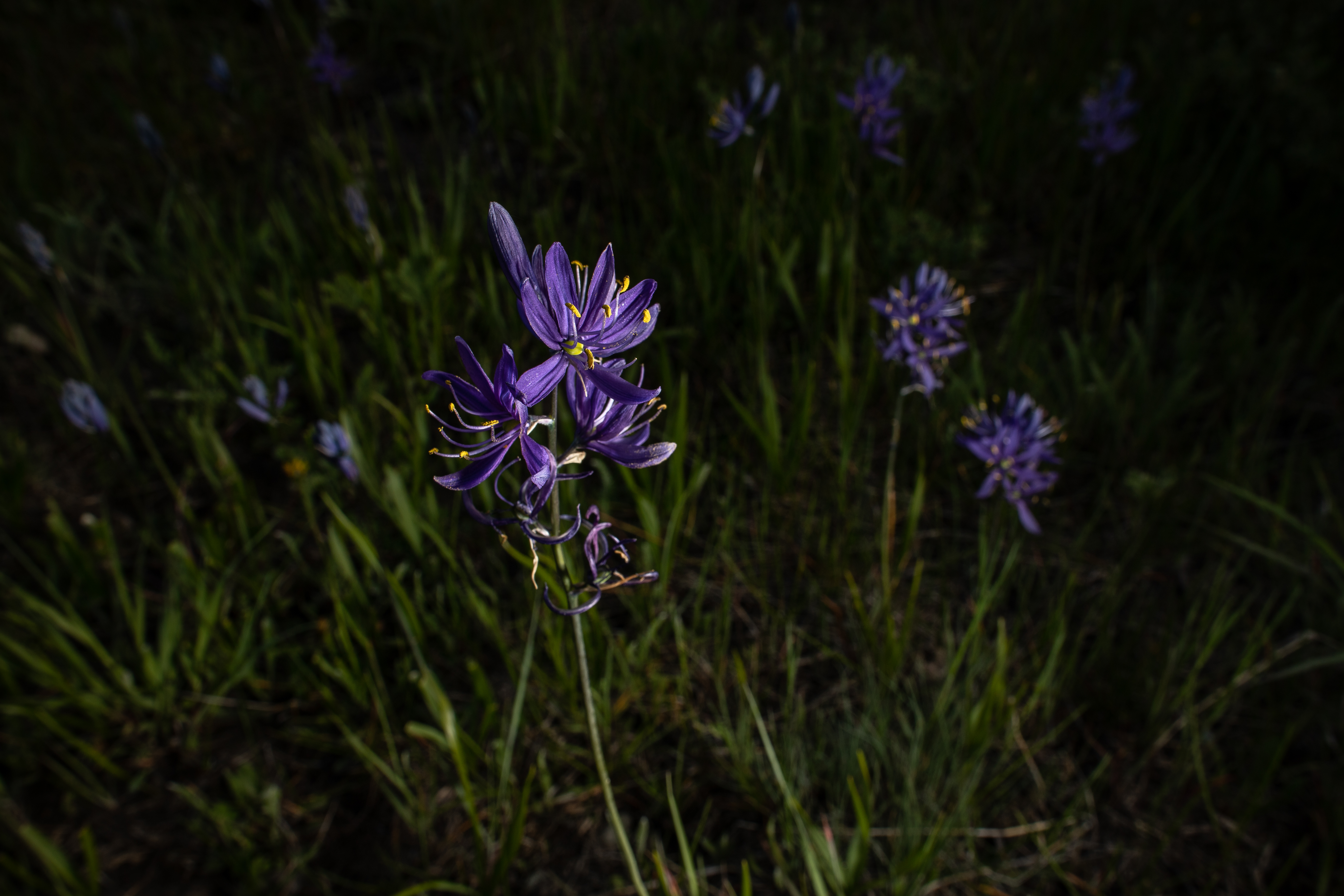 The Common Camas