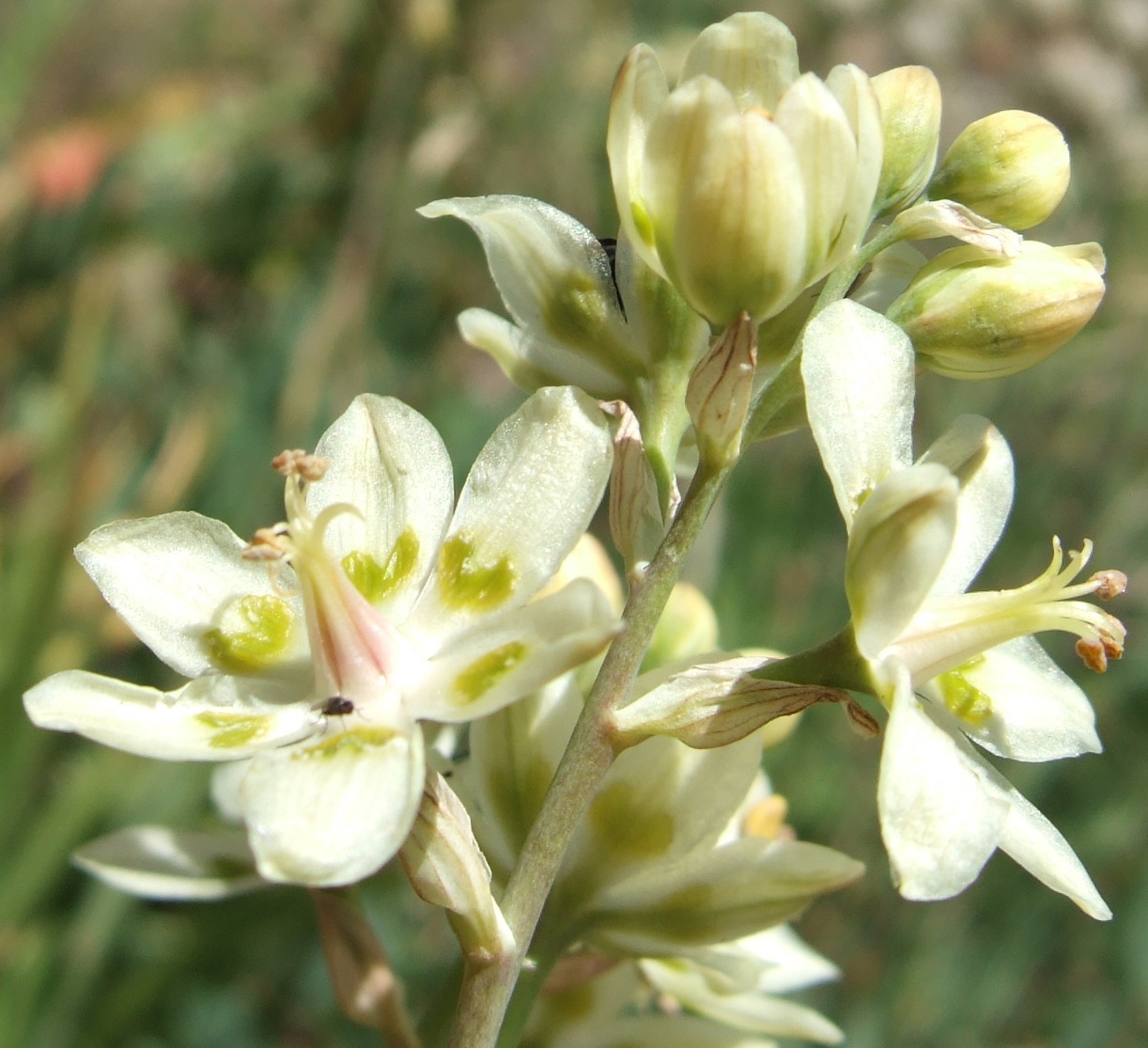 Avoid: Death camas