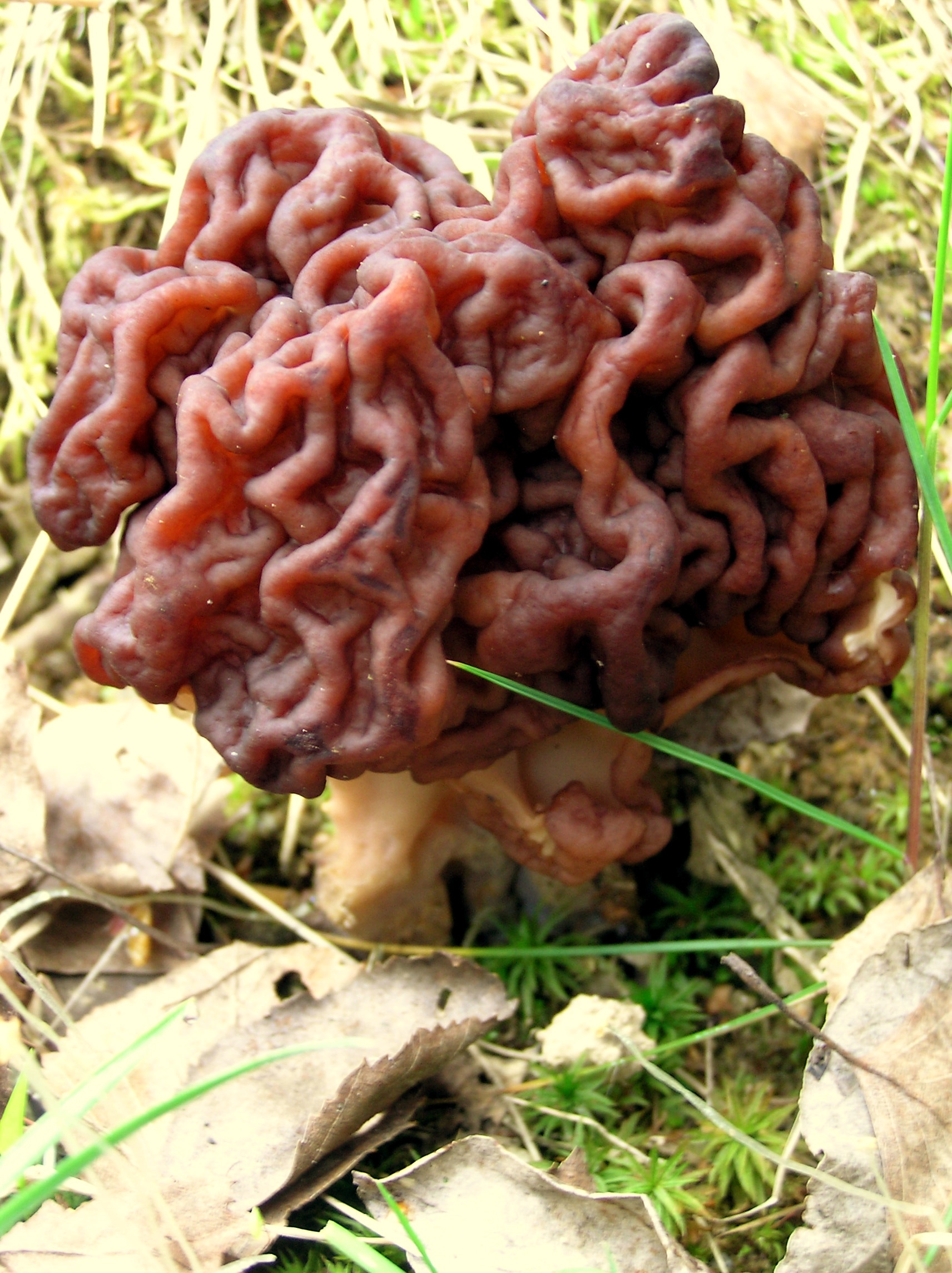Avoid: False morel