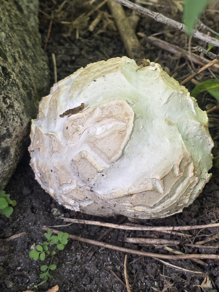 The Giant Western Puffball