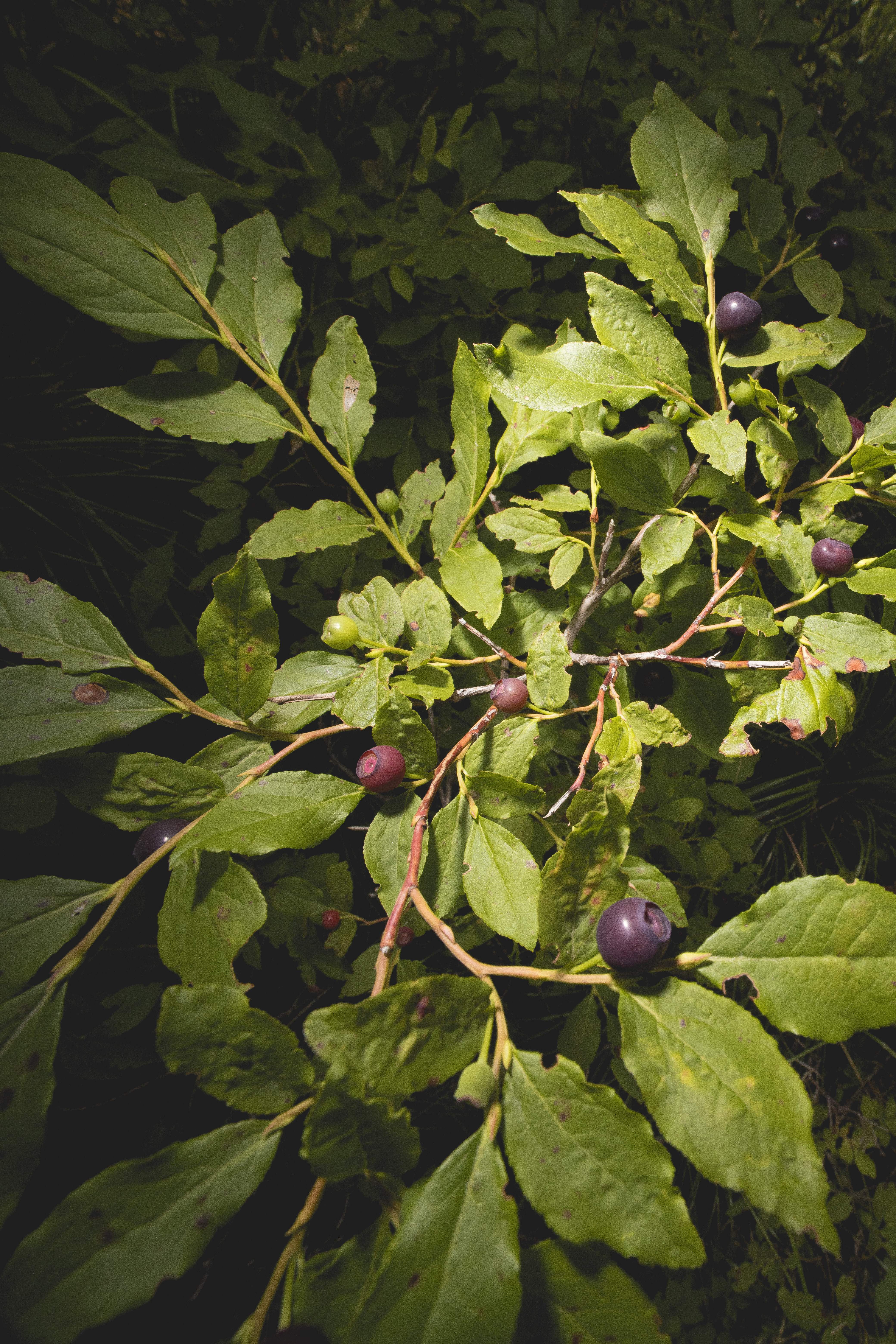 The Huckleberry