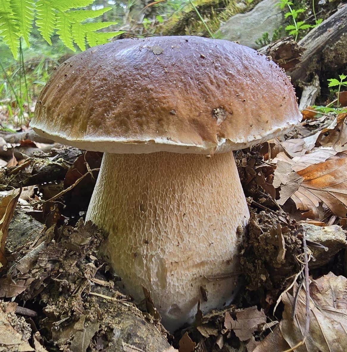 The King Bolete