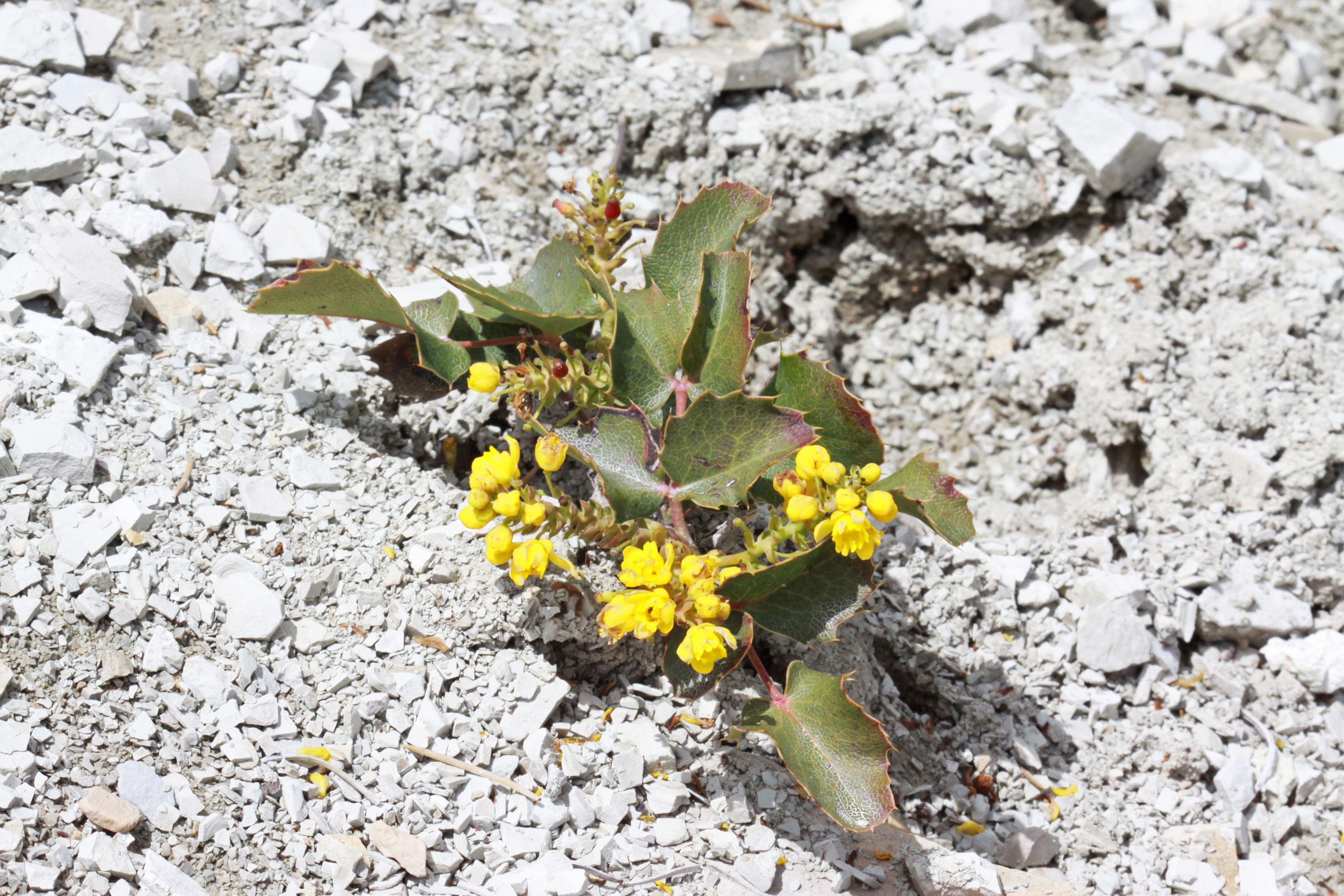 The Oregon Grape