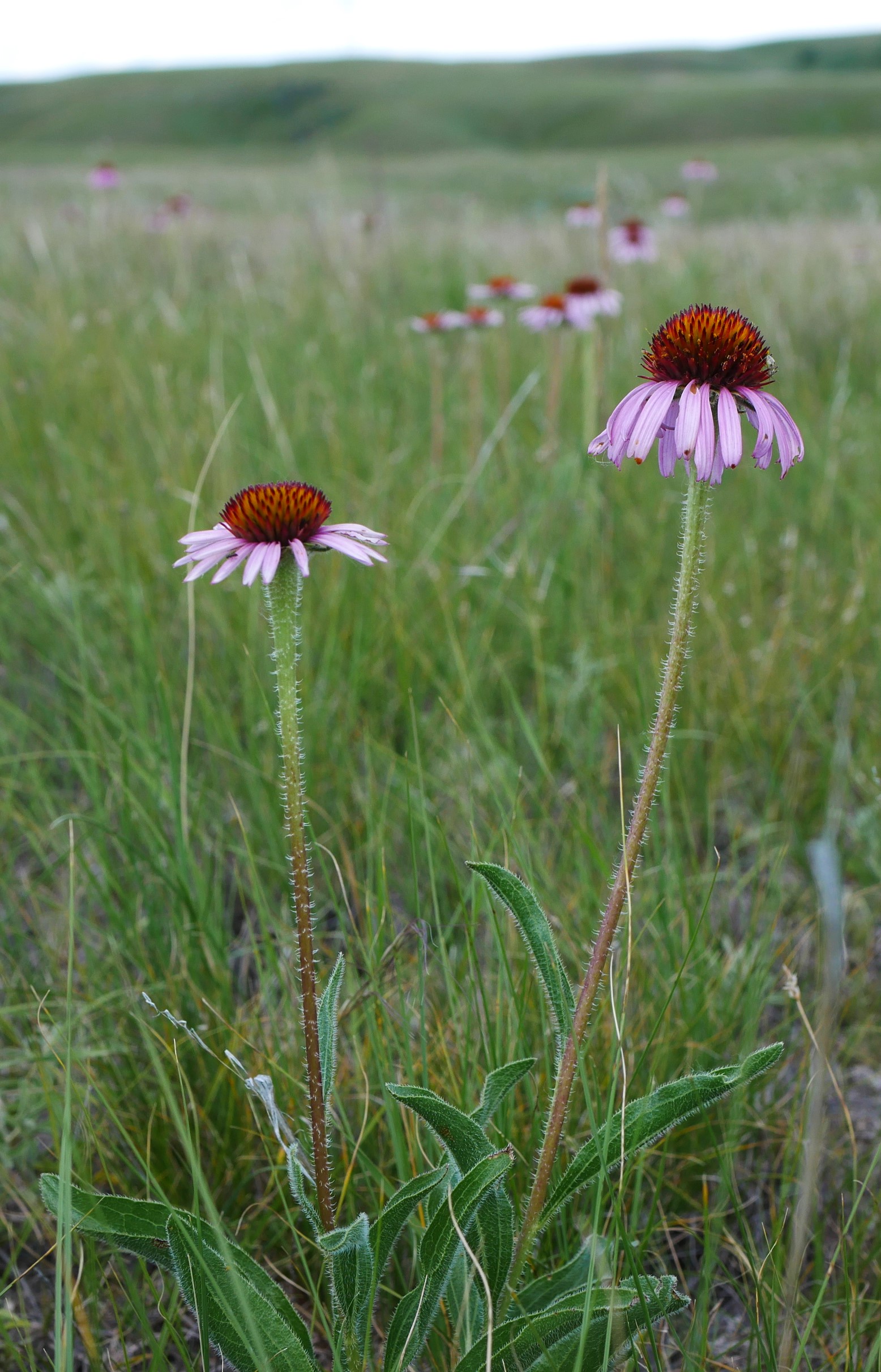 Echinacea / Purple Coneflower