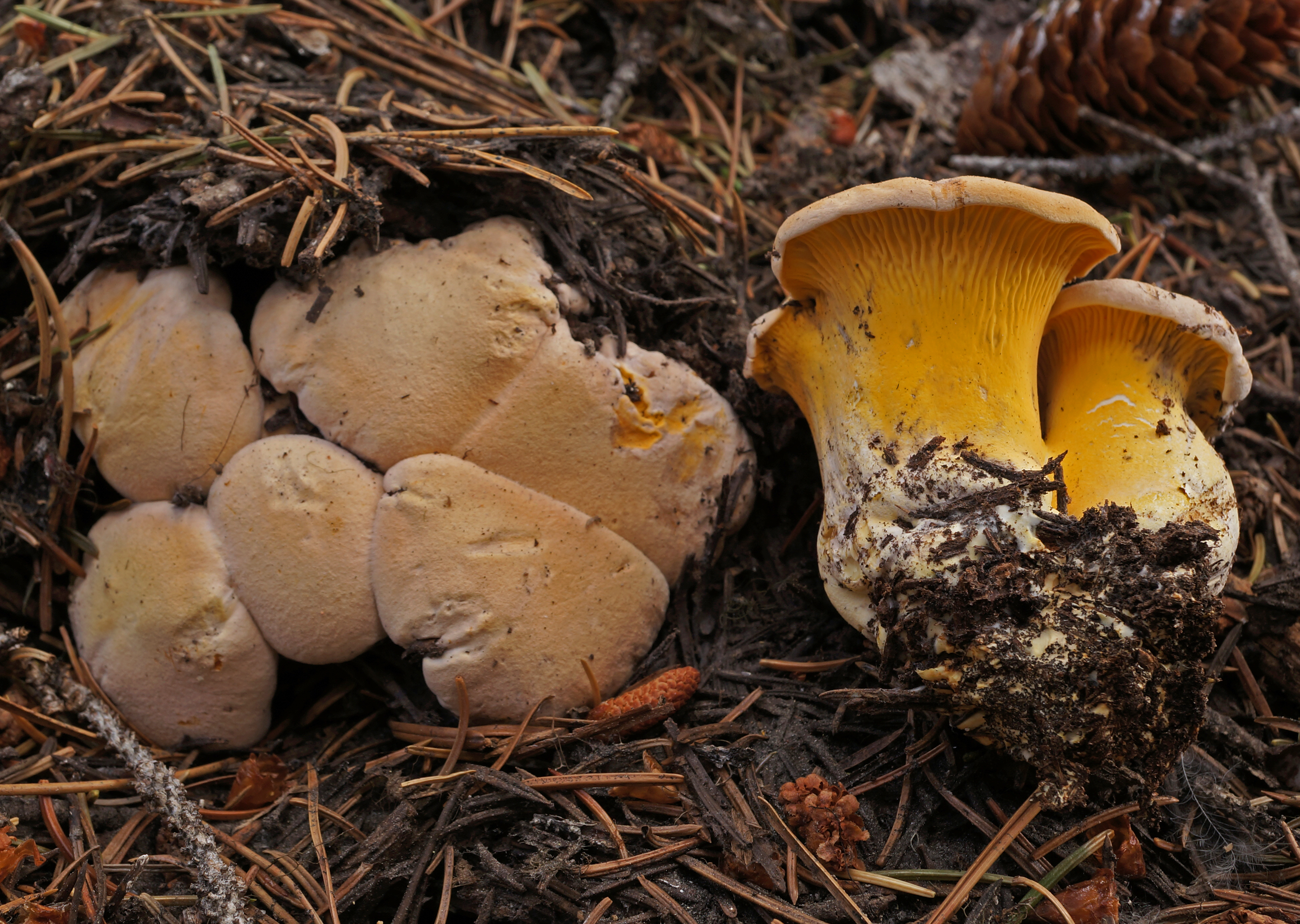 The Rainbow Chanterelle
