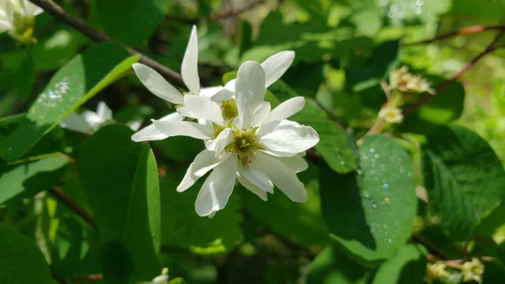 The Serviceberry