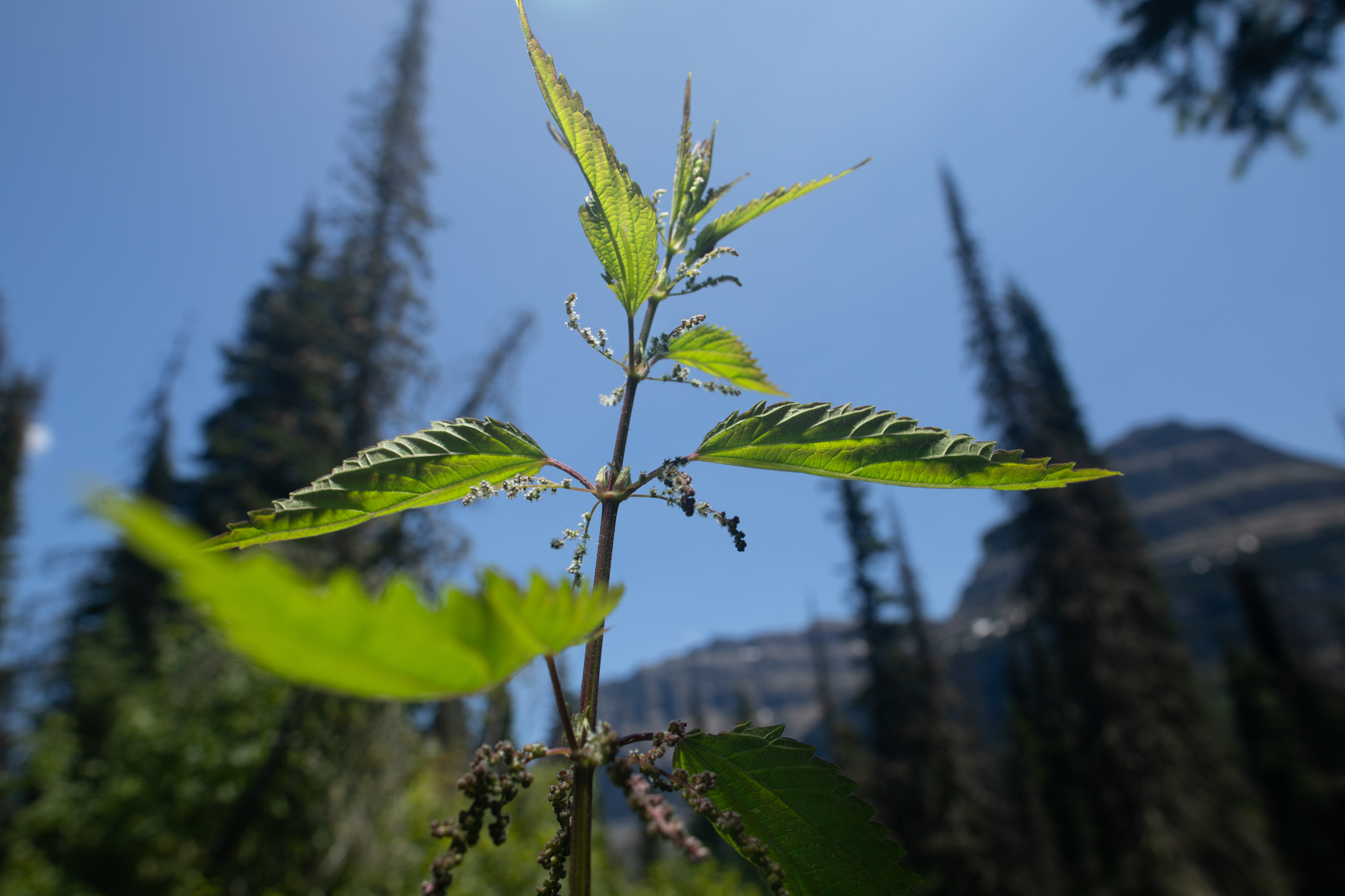 Stinging Nettle