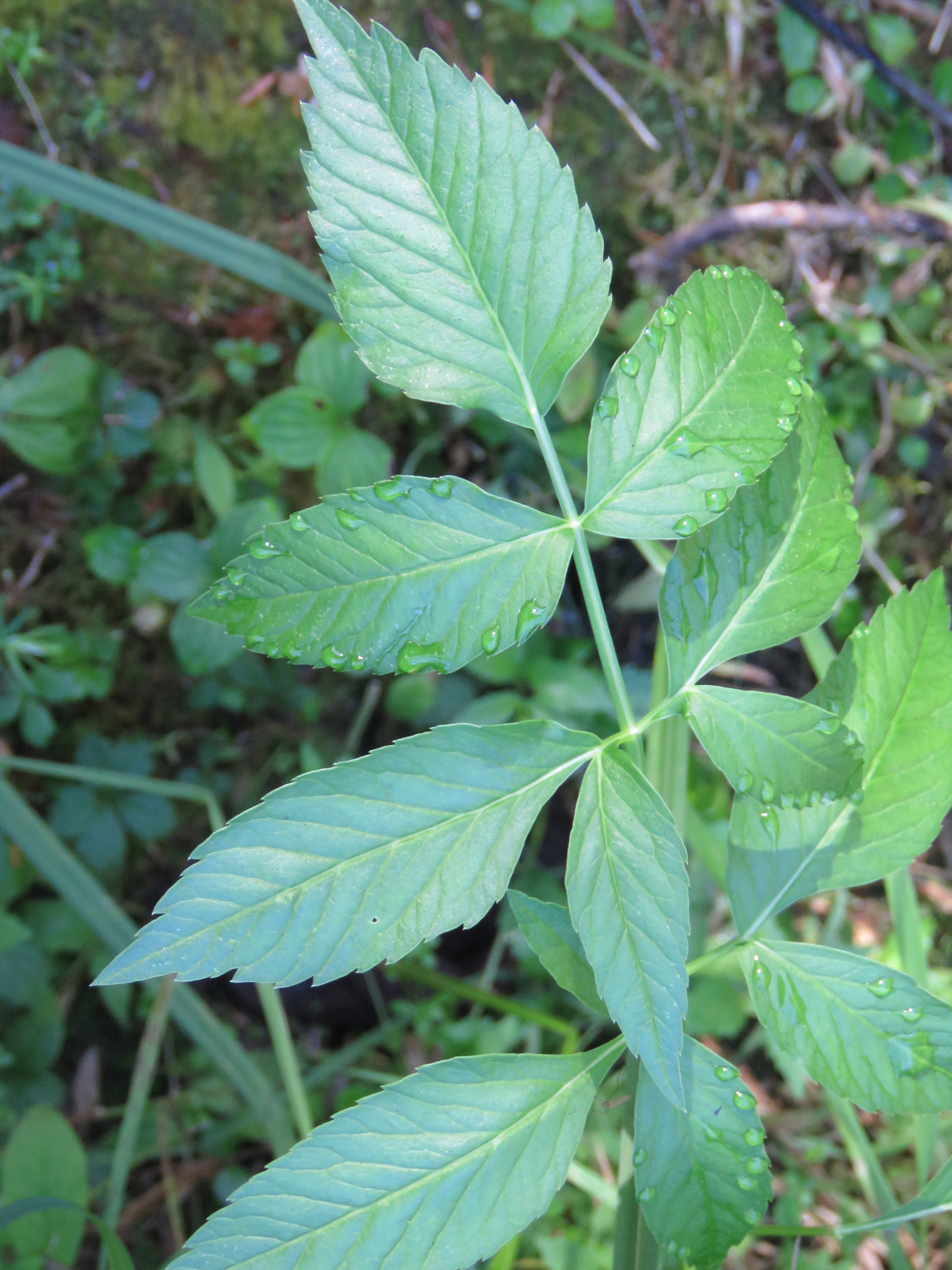 Avoid: Water hemlock