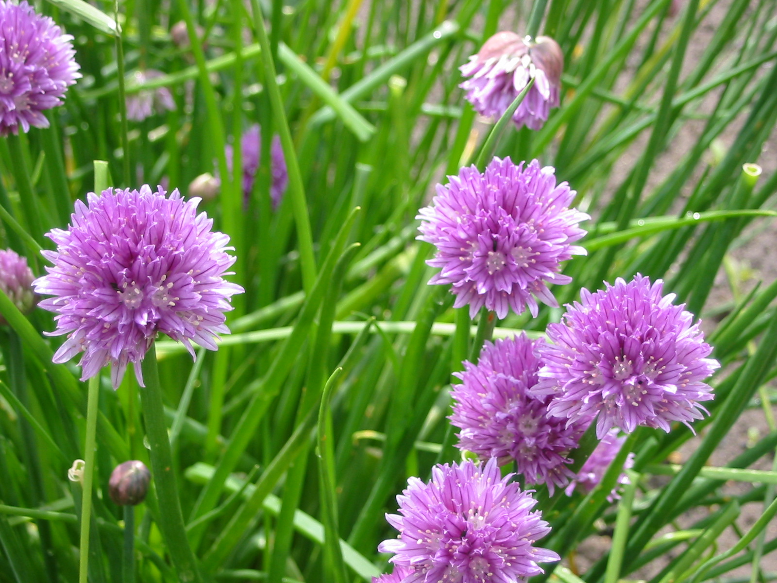 Wild Onions and Chives
