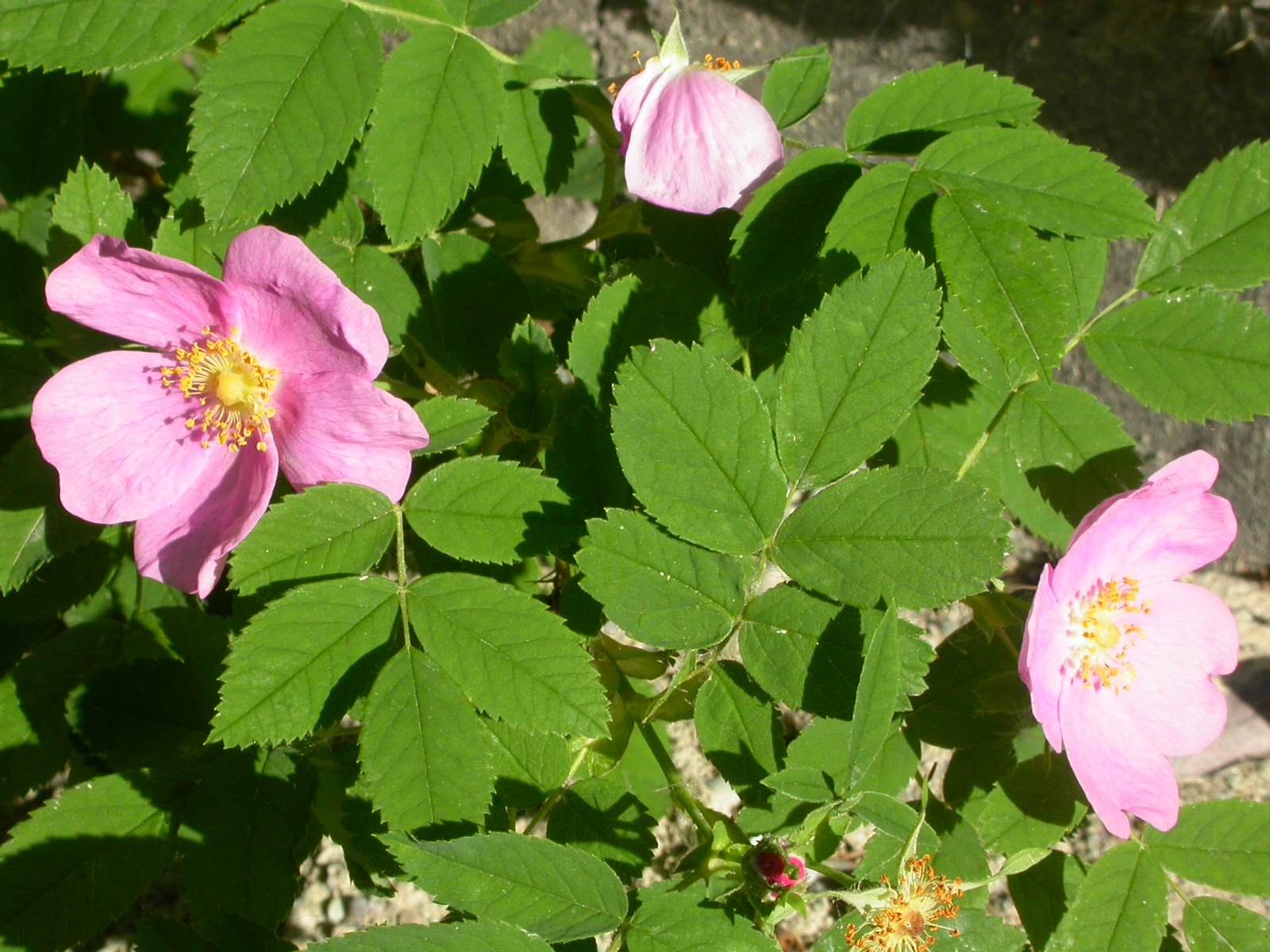 Wild Rose