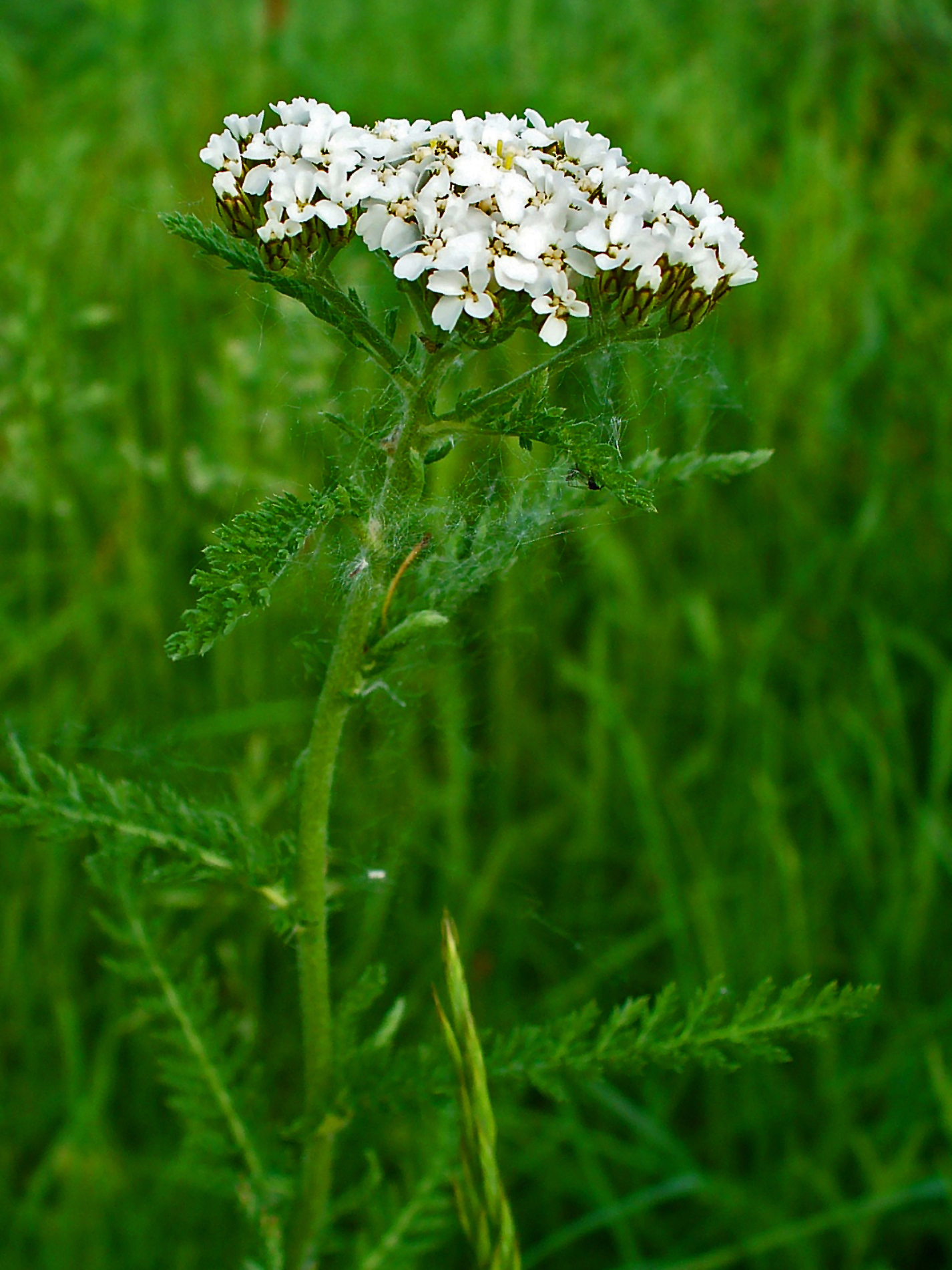 Yarrow