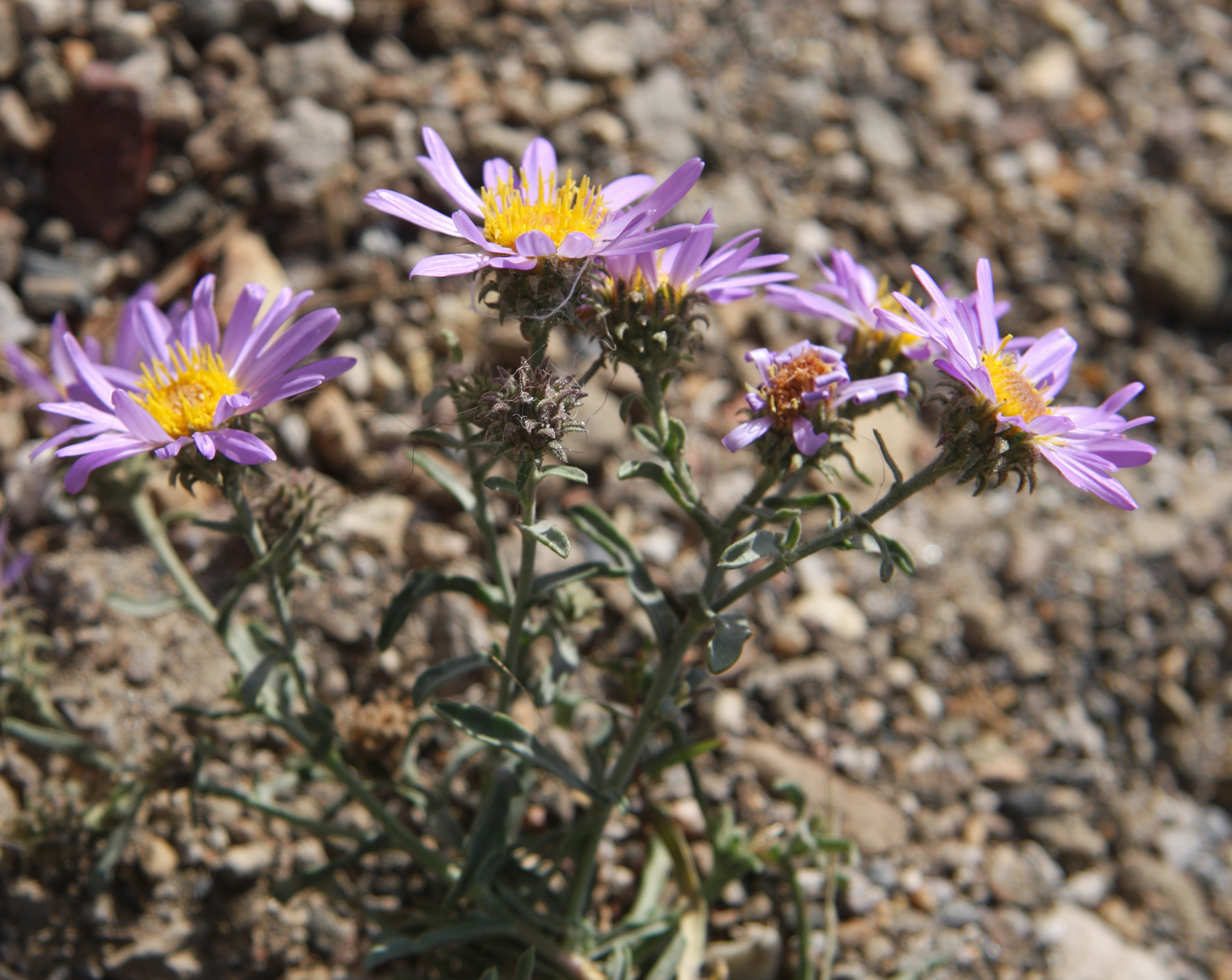 Alpine Aster (Aster alpigenus)