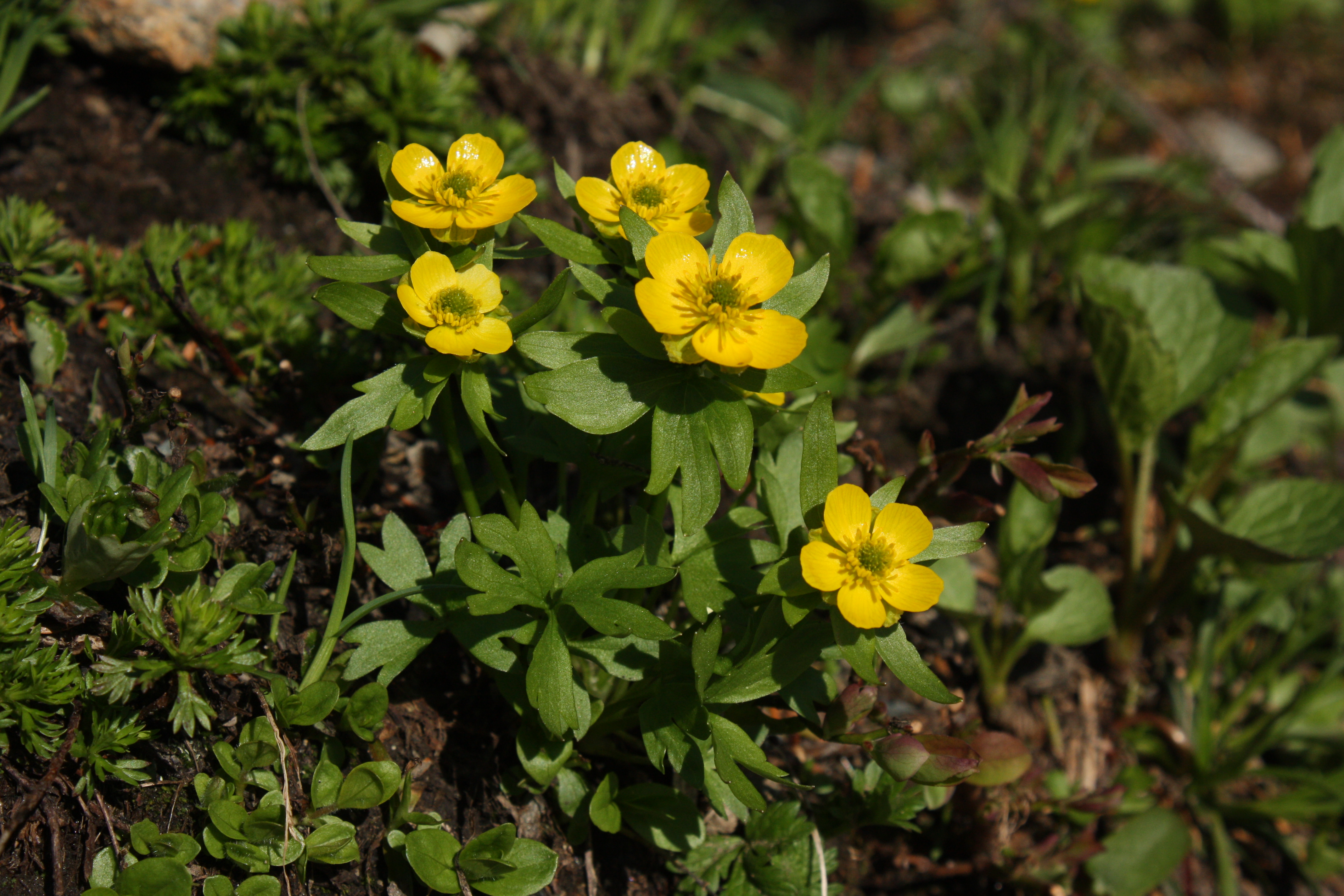 Alpine Buttercup (Ranunculus eschscholtzii)
