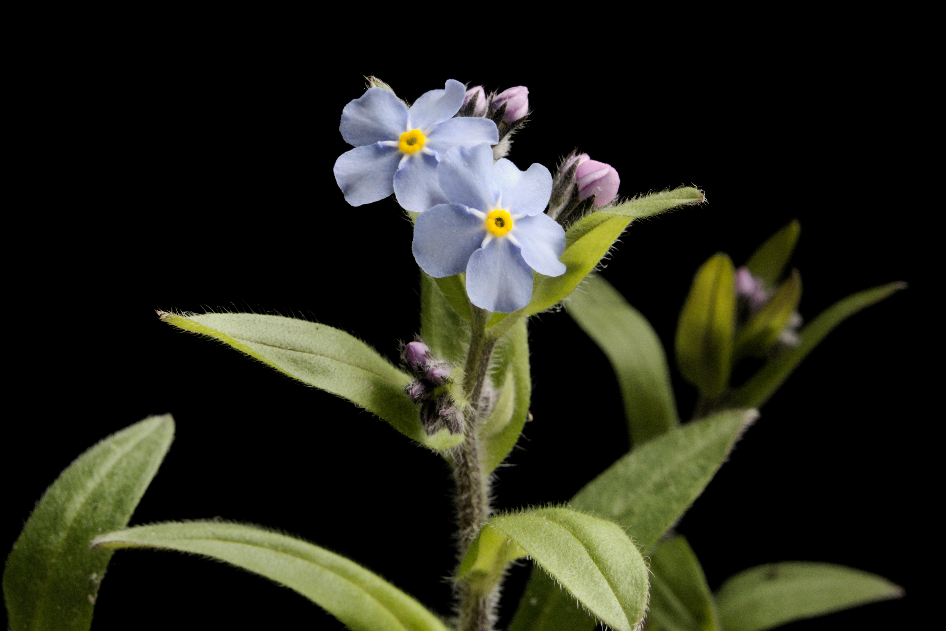 Alpine Forget-me-not (Myosotis alpestris)