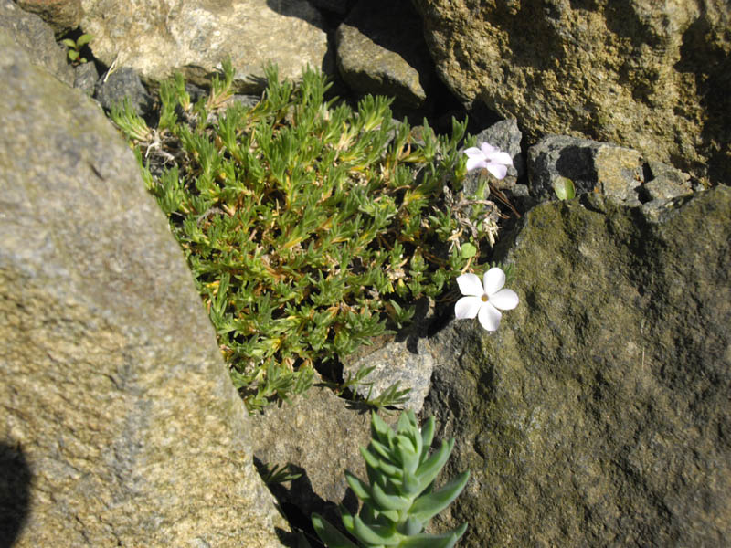 Alpine Phlox (Phlox pulvinata)