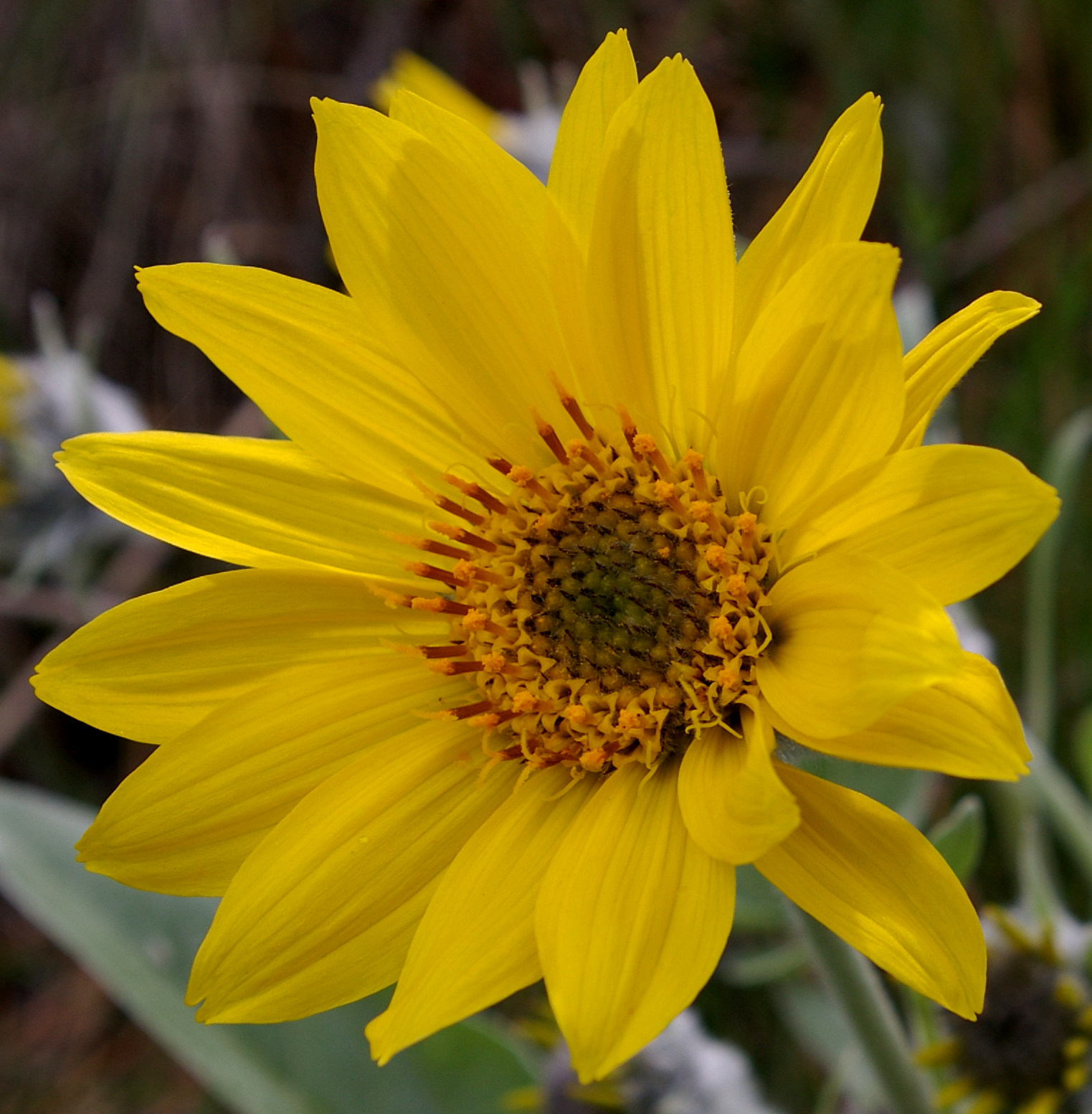 Arrowleaf Balsamroot (Balsamorhiza sagittata)