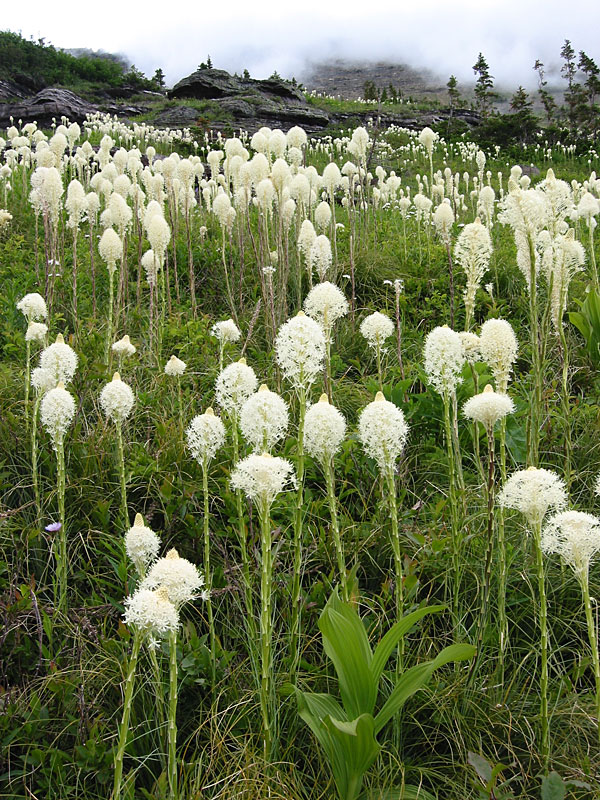 Beargrass (Xerophyllum tenax)