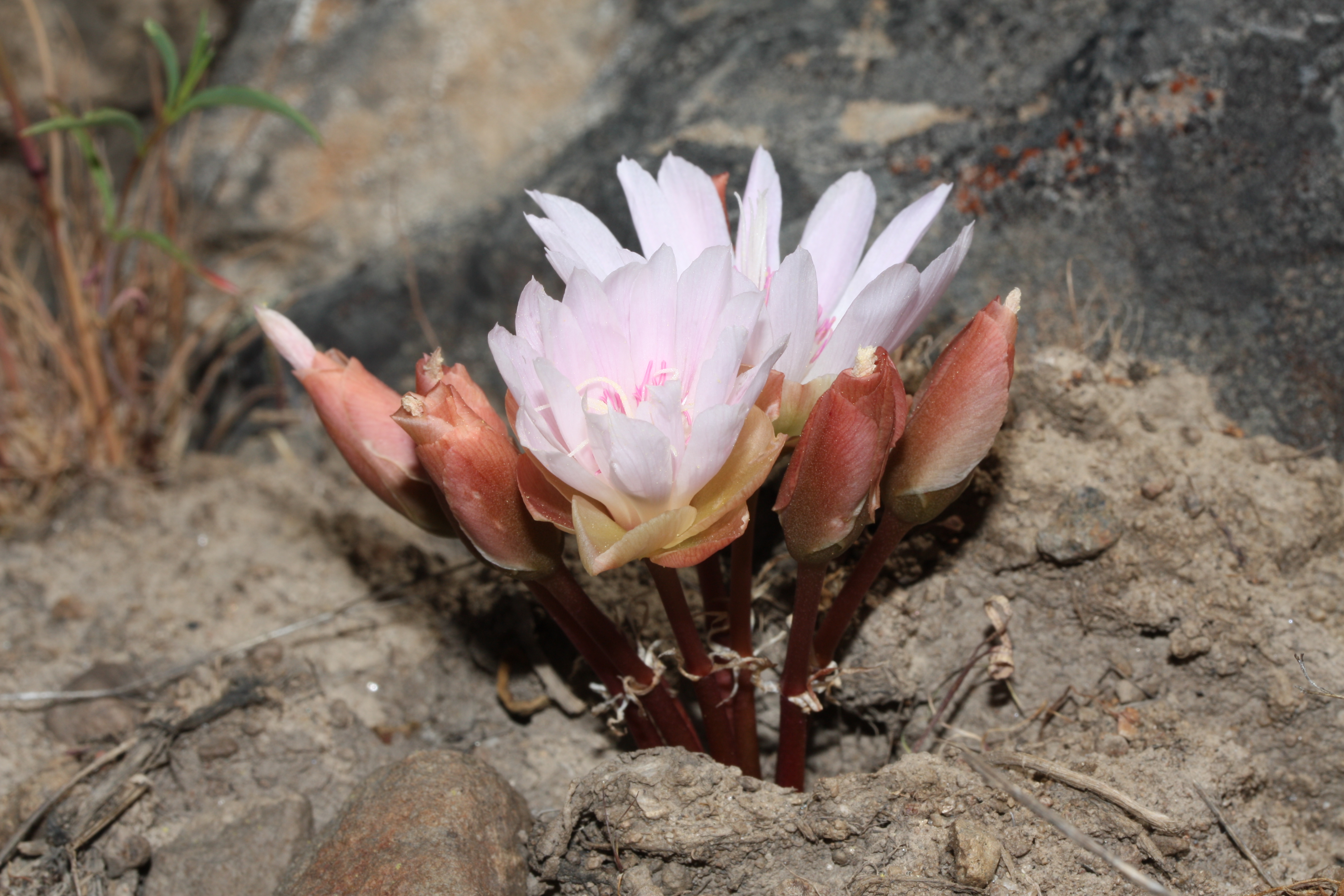 Bitterroot (Lewisia rediviva)