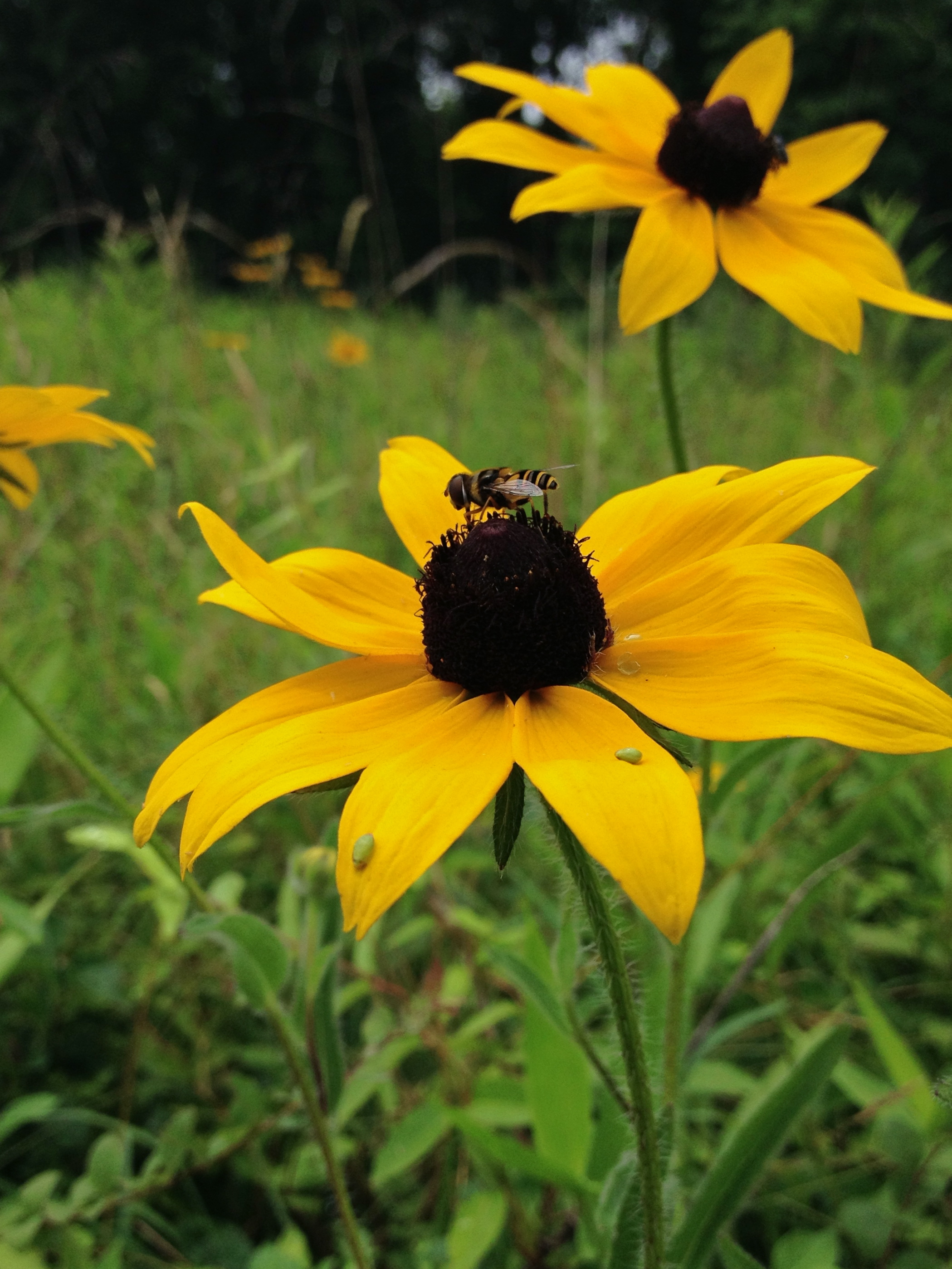 Black-eyed Susan (Rudbeckia hirta)
