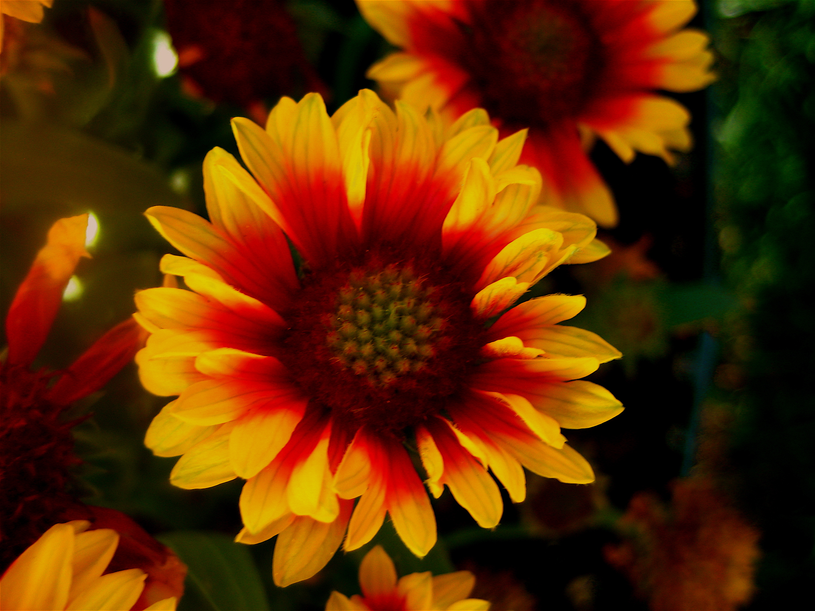 Blanketflower (Gaillardia aristata)