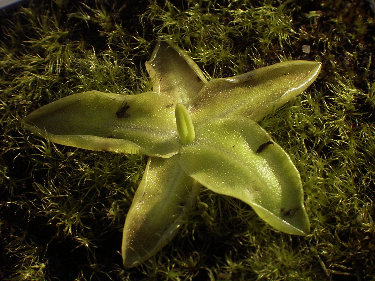 Butterwort (Pinguicula vulgaris)