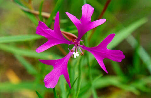 Clarkia / Pinkfairies (Clarkia pulchella)