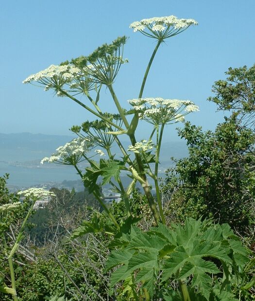 Cow Parsnip (Heracleum maximum)