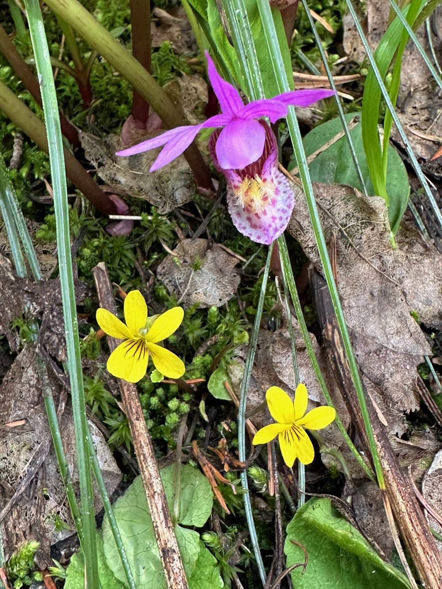 Fairy Slipper Orchid (Calypso bulbosa)