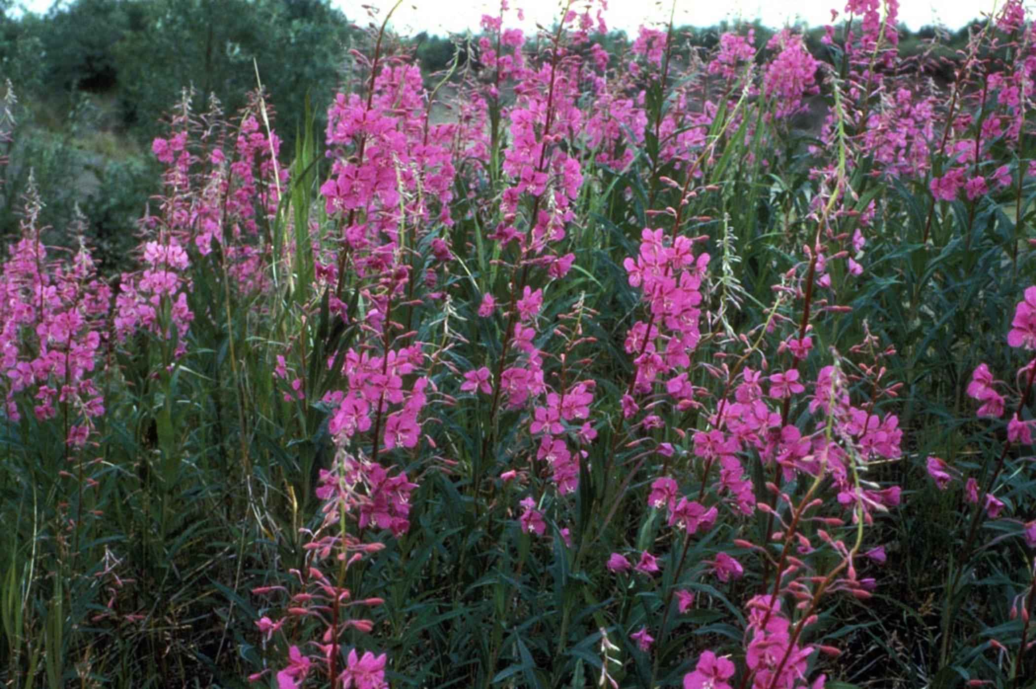 Fireweed (Epilobium angustifolium)