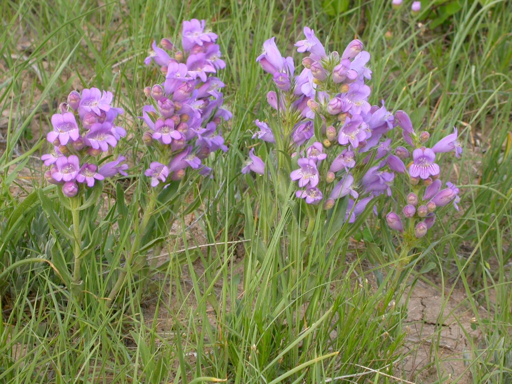 Fuzzy-tongued Penstemon (Penstemon eriantherus)
