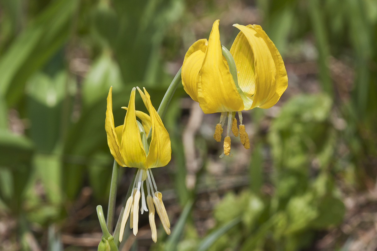 Glacier Lily (Erythronium grandiflorum)