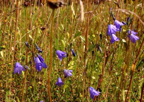 Harebell (Campanula rotundifolia)