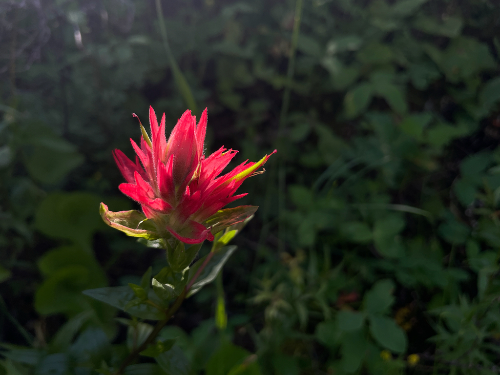 Indian Paintbrush (Castilleja miniata)