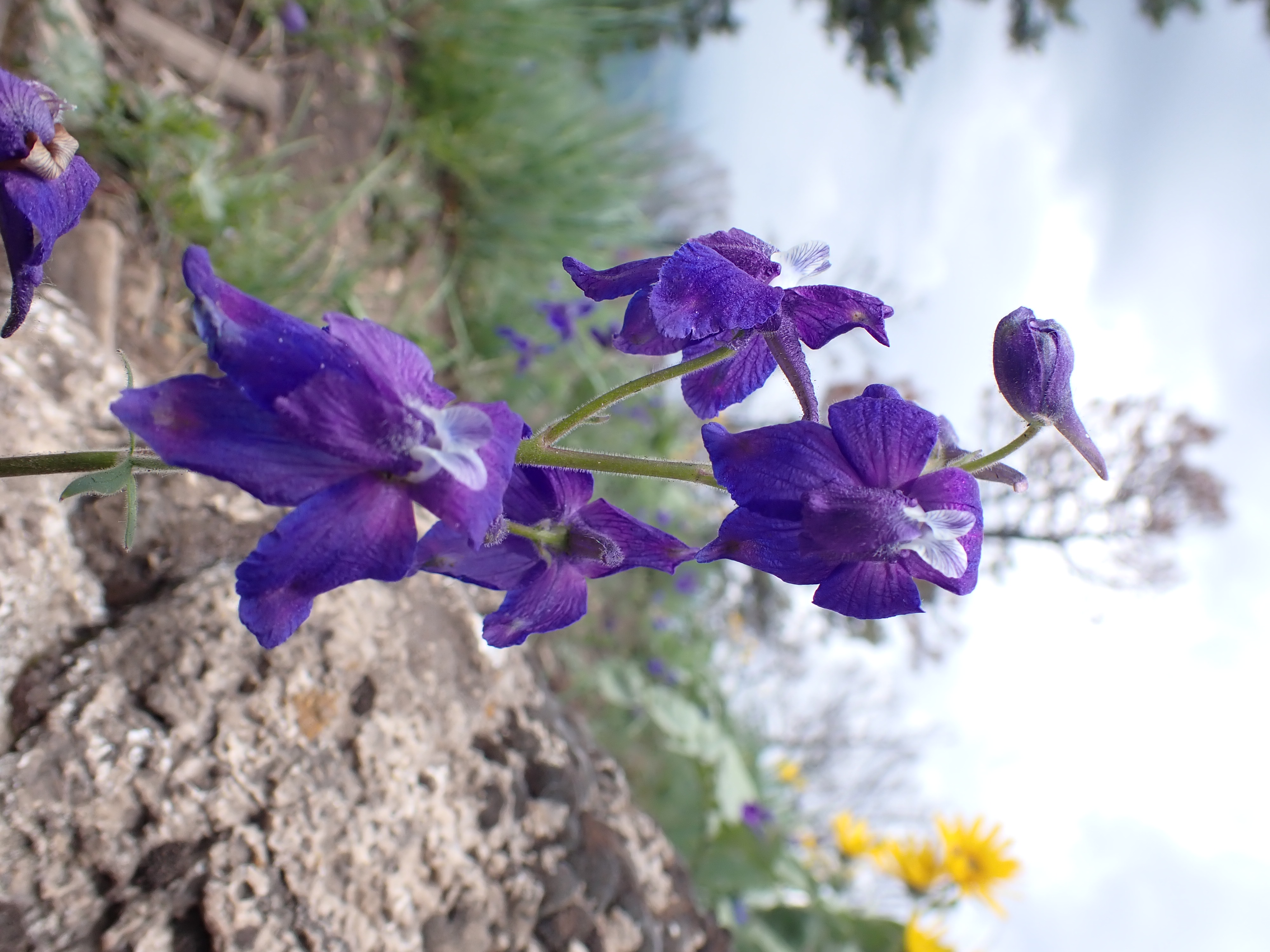 Little Larkspur (Delphinium bicolor)